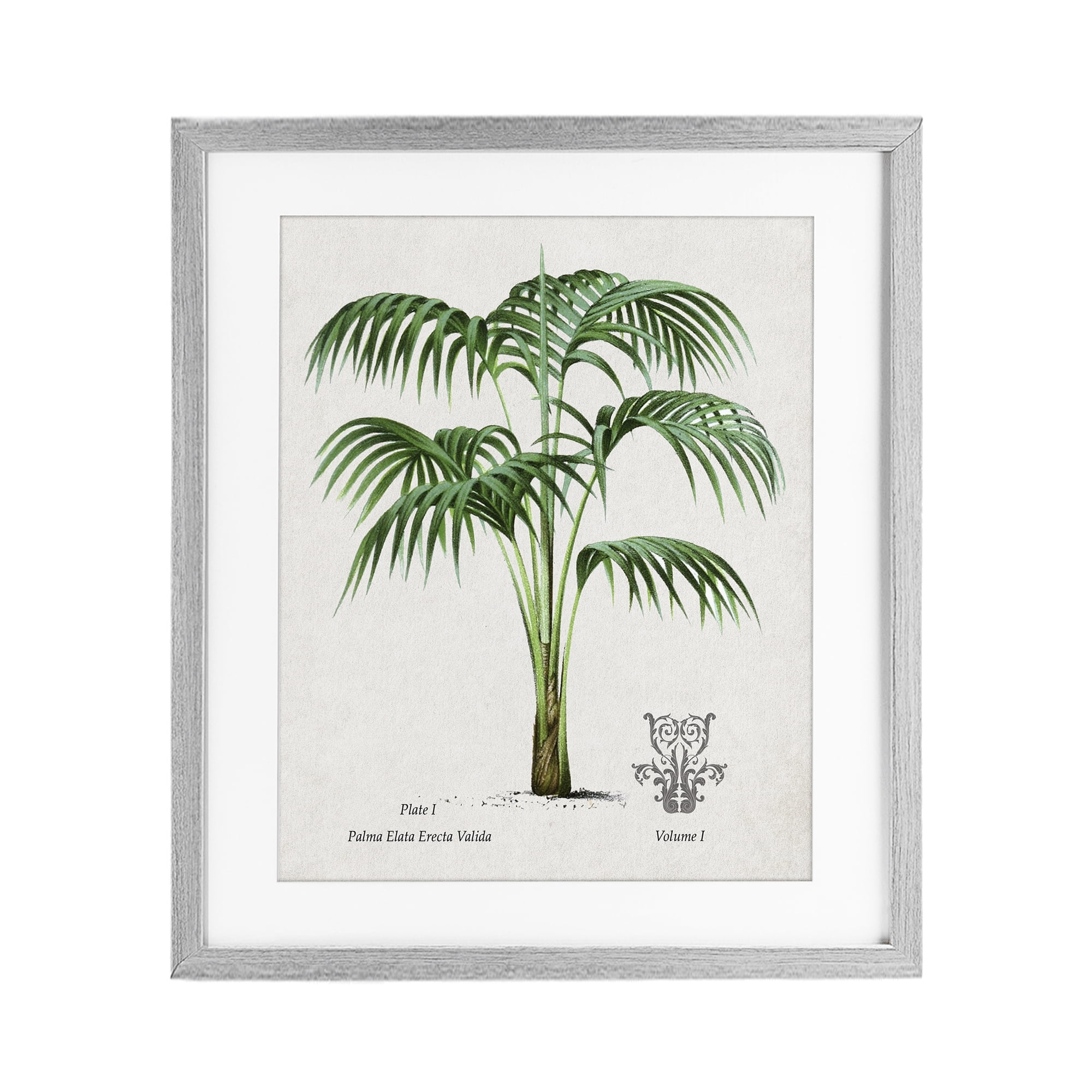 Stupell Industries Natural Palm Study Gray Framed Print Under Glass, design by Val Rhodes