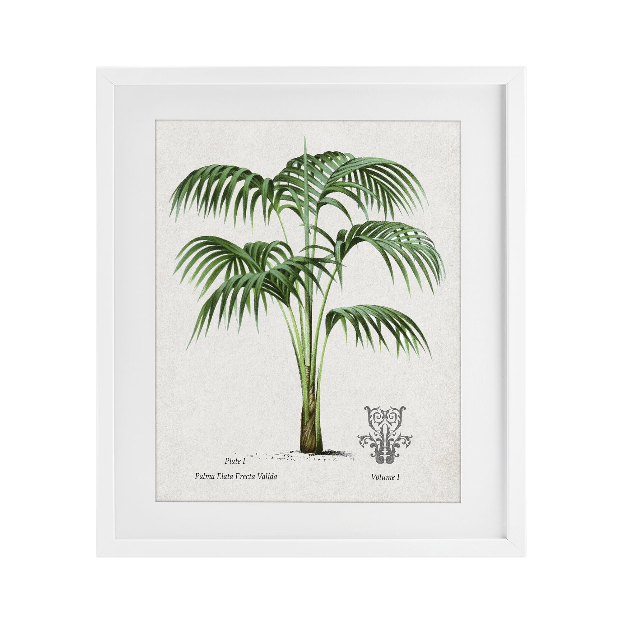 Stupell Industries Natural Palm Study White Framed Print Under Glass, design by Val Rhodes