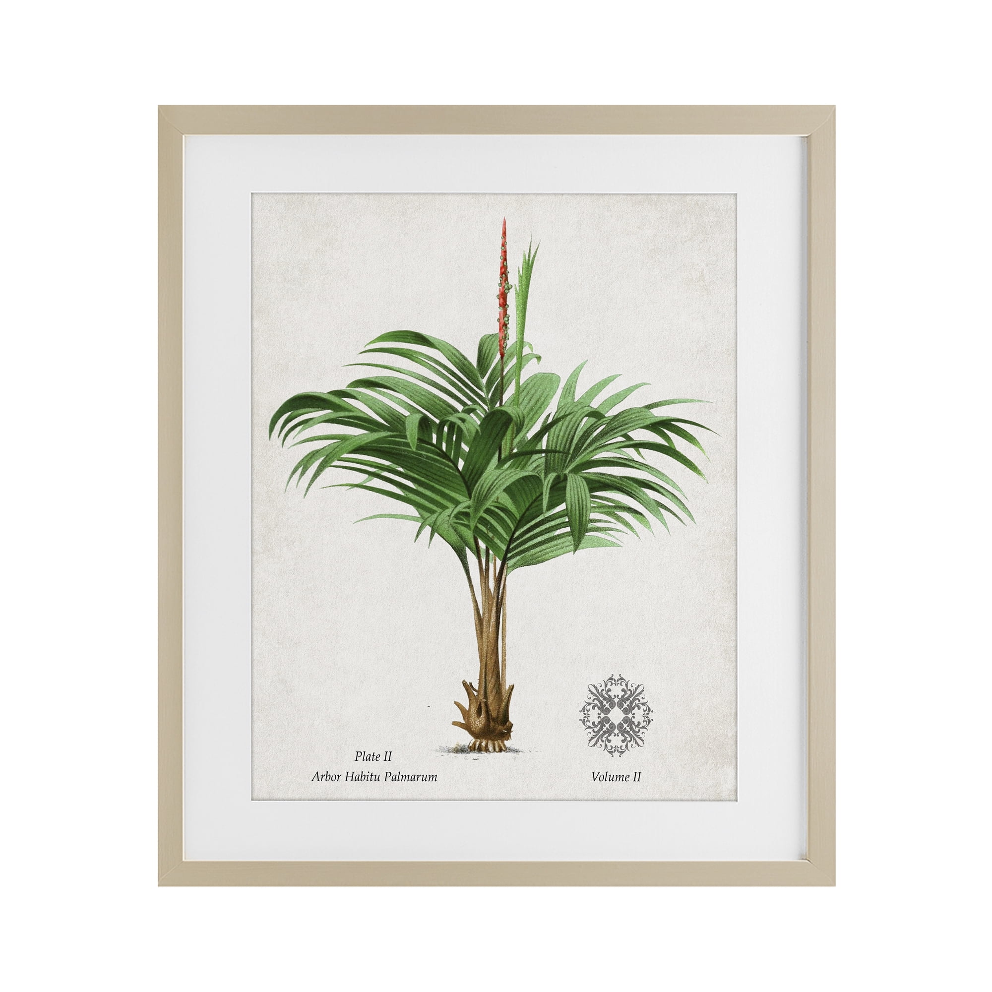 Stupell Industries Natural Palm Variety Study Birch Framed Print Under Glass, design by Val Rhodes