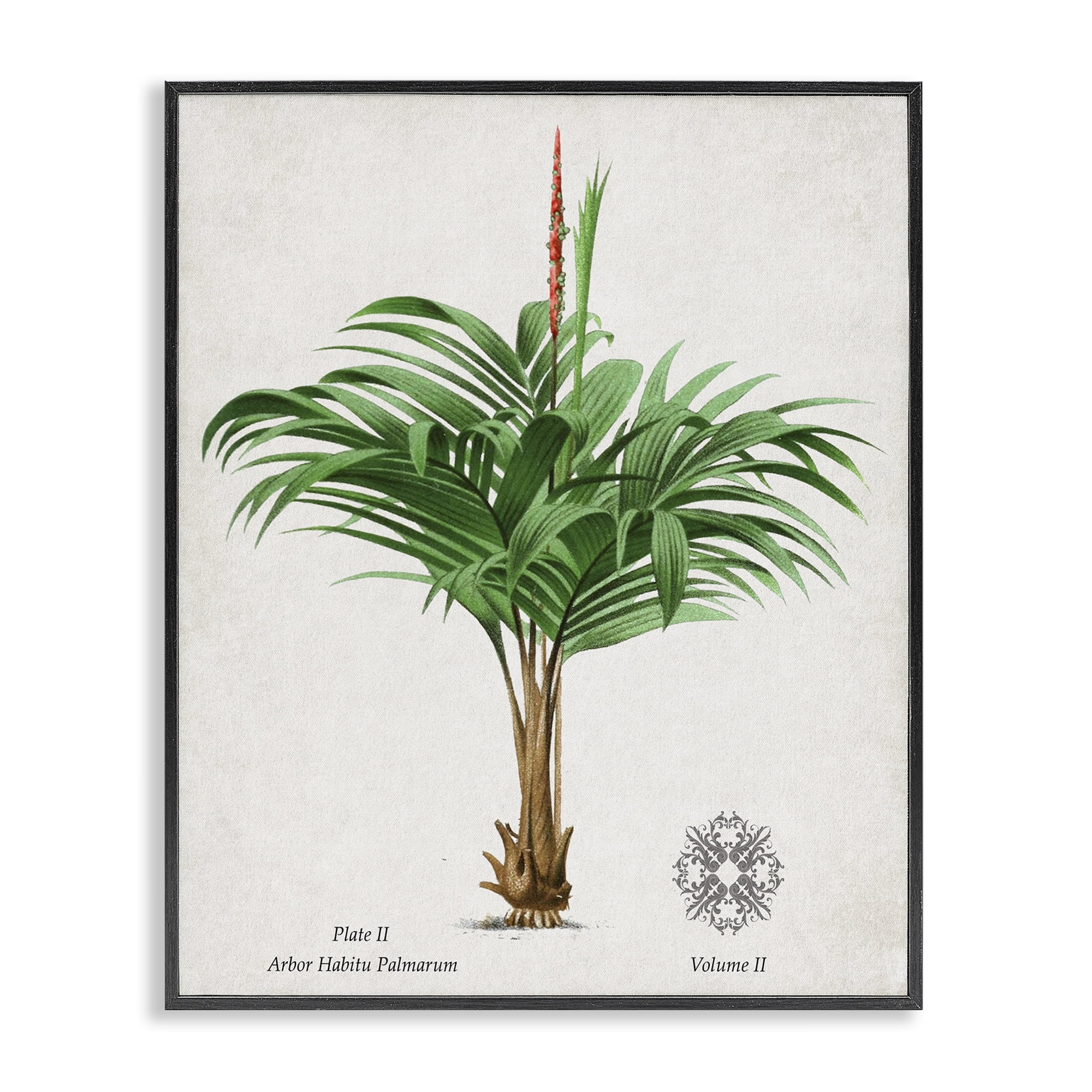 Stupell Industries Natural Palm Variety Study Black Framed Giclee Art, design by Val Rhodes