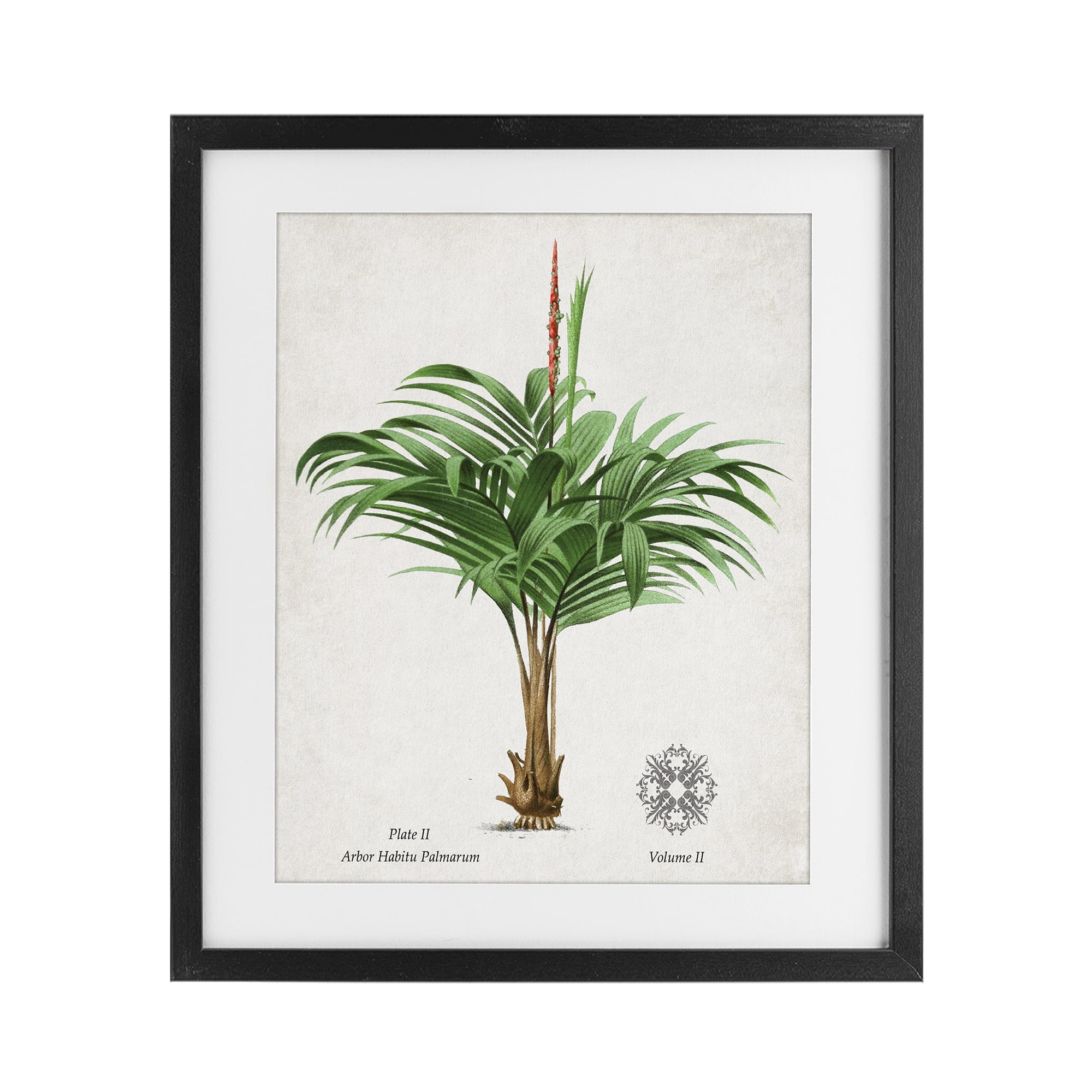Stupell Industries Natural Palm Variety Study Black Framed Print Under Glass, design by Val Rhodes