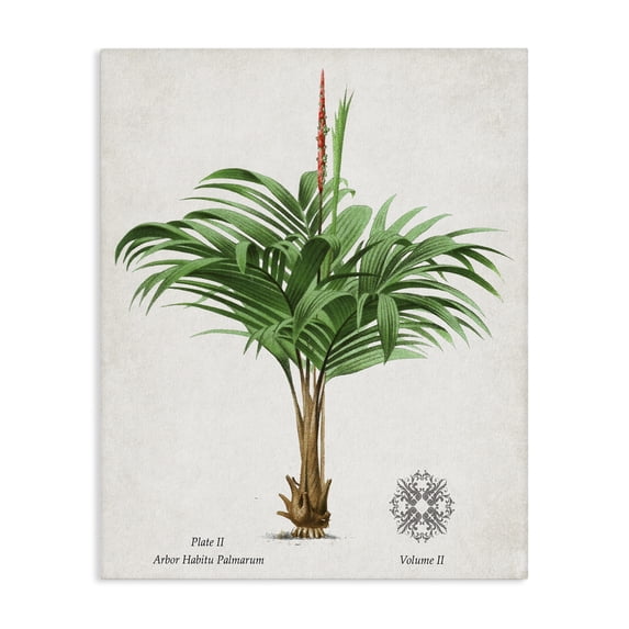Stupell Industries Bohemian Natural Palm Variety Study Canvas Art, 36 x 48, by Val Rhodes