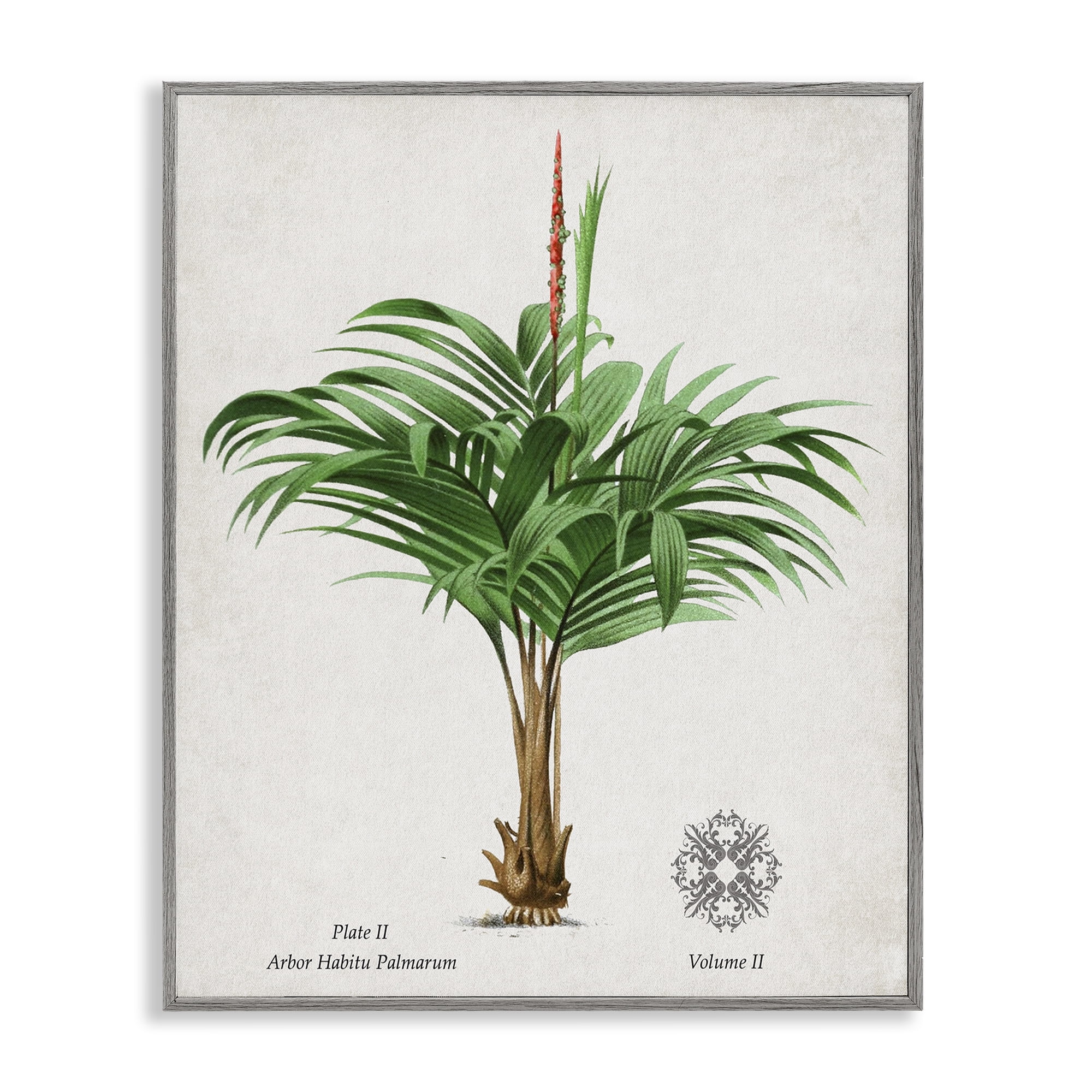 Stupell Industries Natural Palm Variety Study Gray Framed Giclee Art, design by Val Rhodes