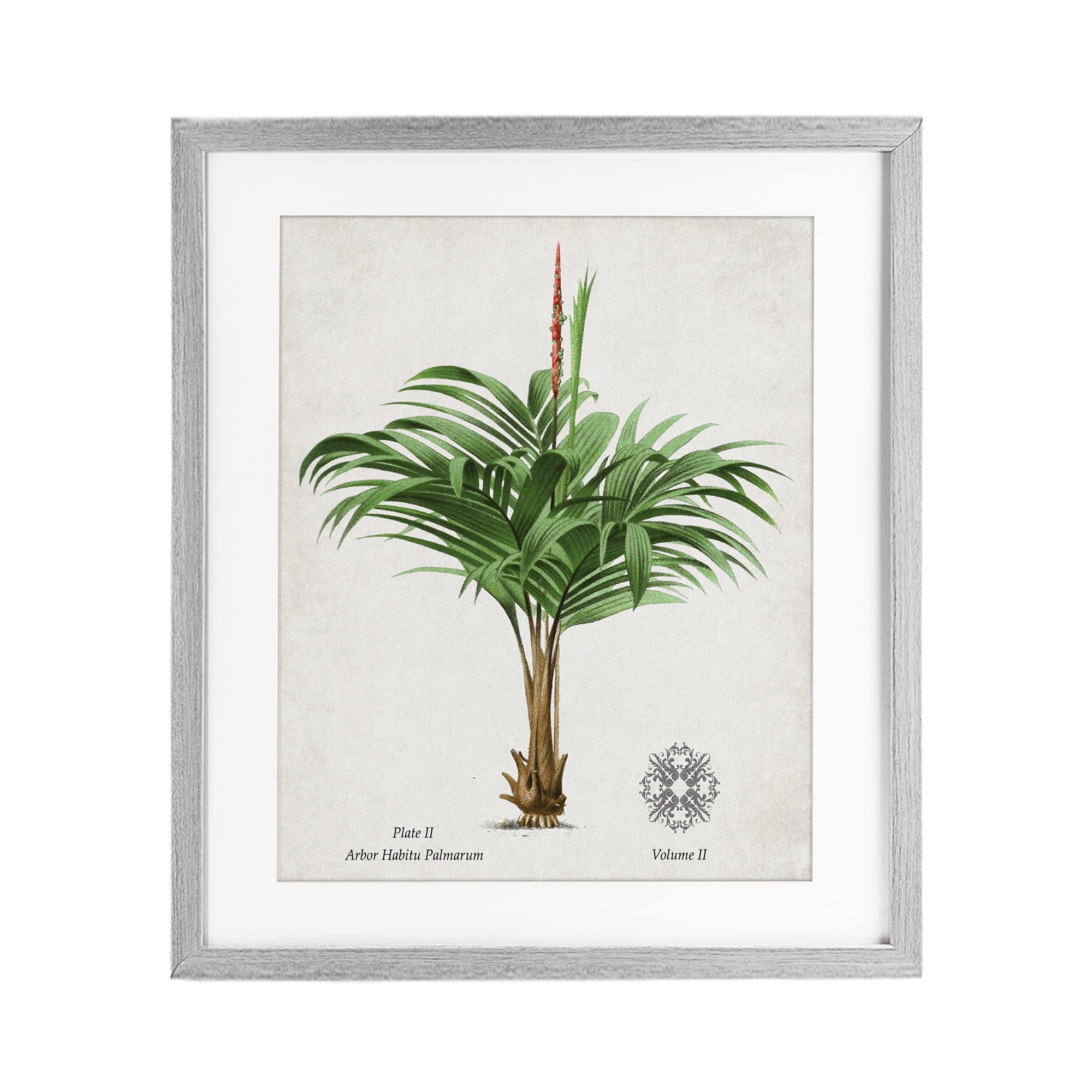 Stupell Industries Natural Palm Variety Study Gray Framed Print Under Glass, design by Val Rhodes