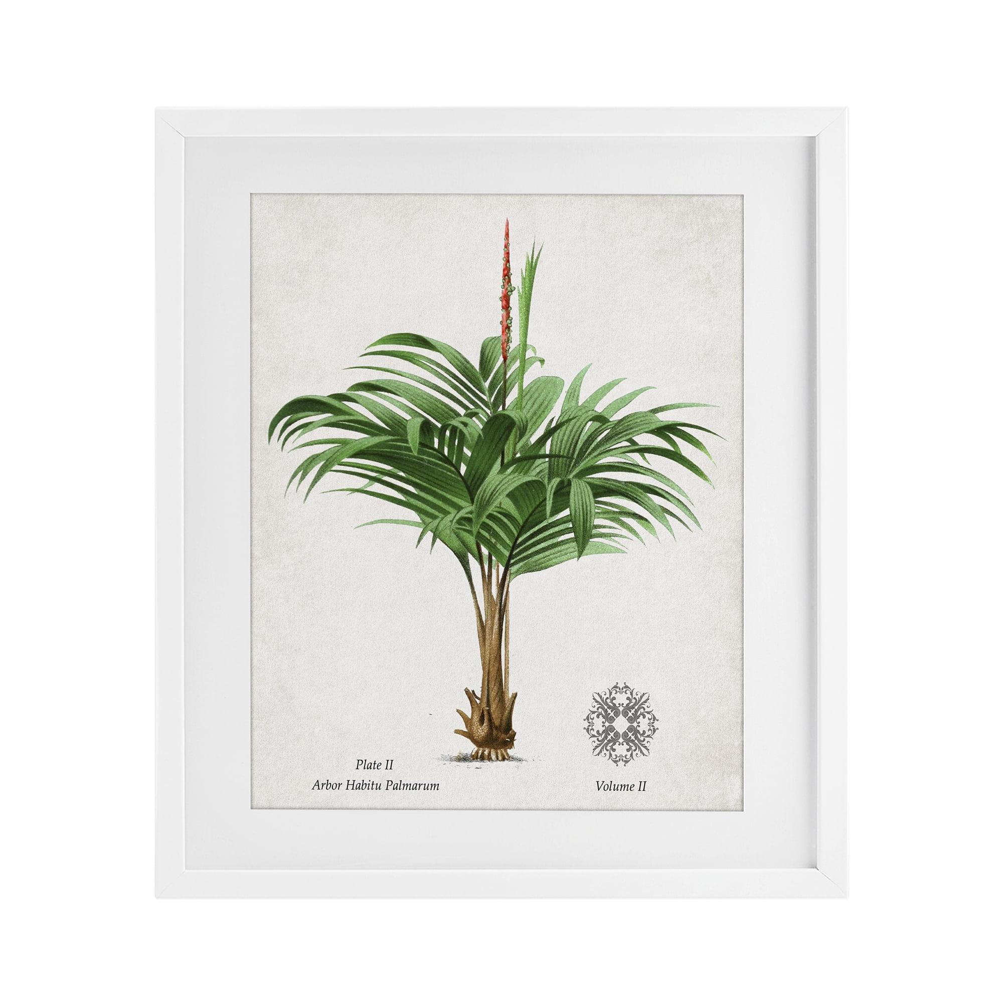 Stupell Industries Natural Palm Variety Study White Framed Print Under Glass, design by Val Rhodes