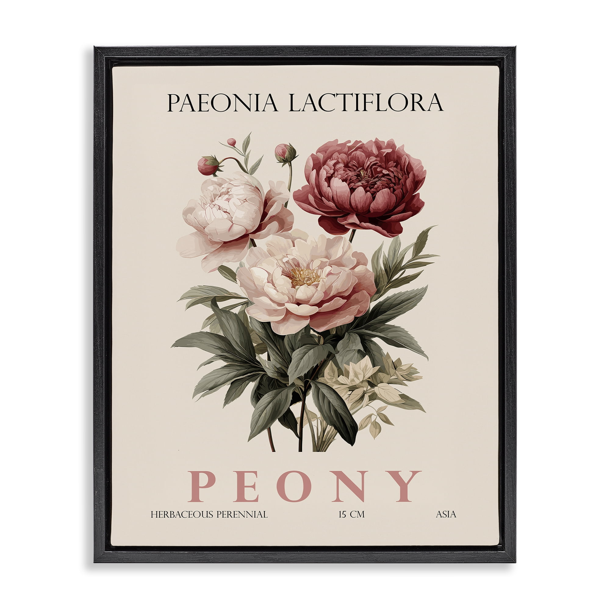 Stupell Industries Natural Peony Bundle Black Framed Floater Canvas Wall Art, design by Christopher Giampietro