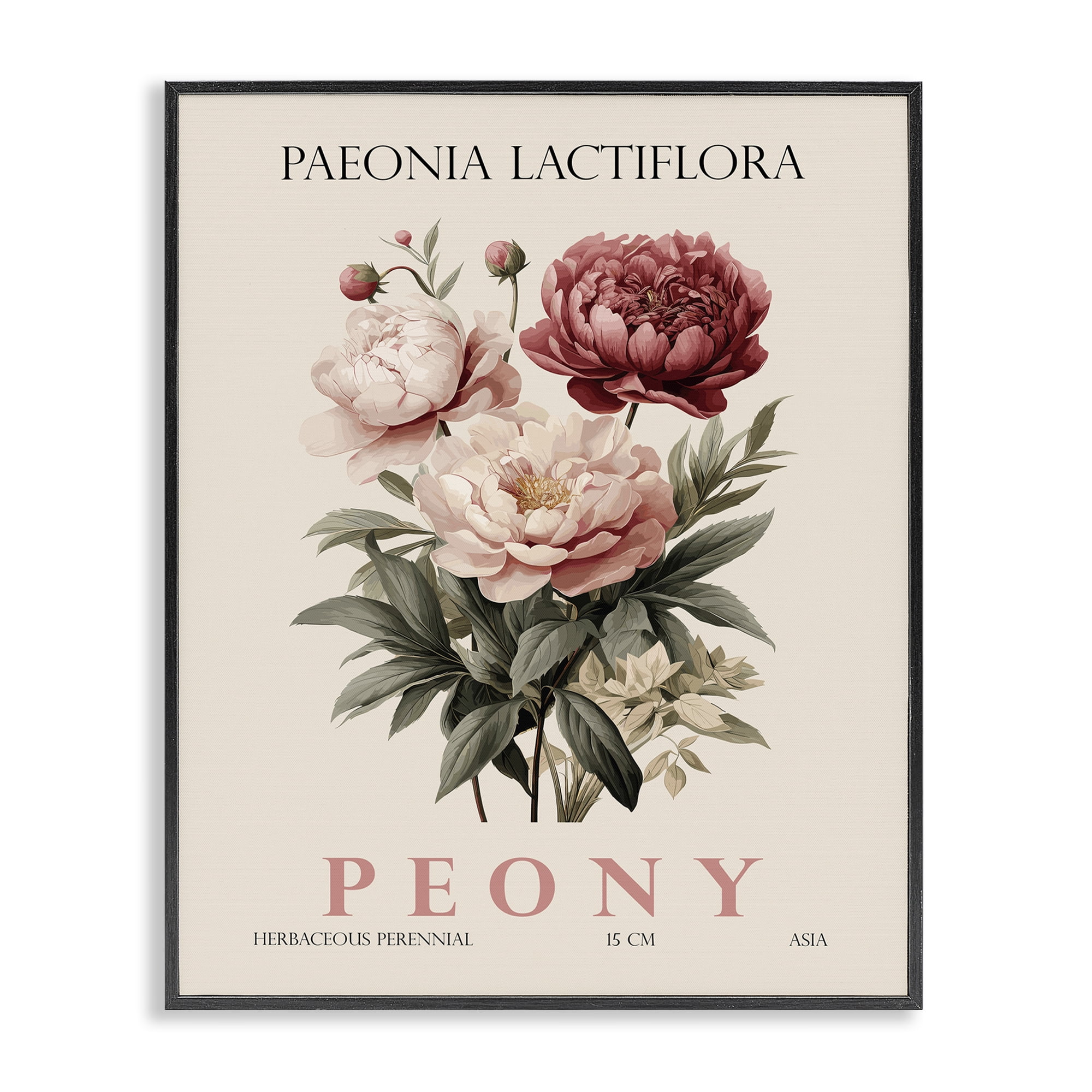 Stupell Industries Natural Peony Bundle Black Framed Giclee Art, design by Christopher Giampietro