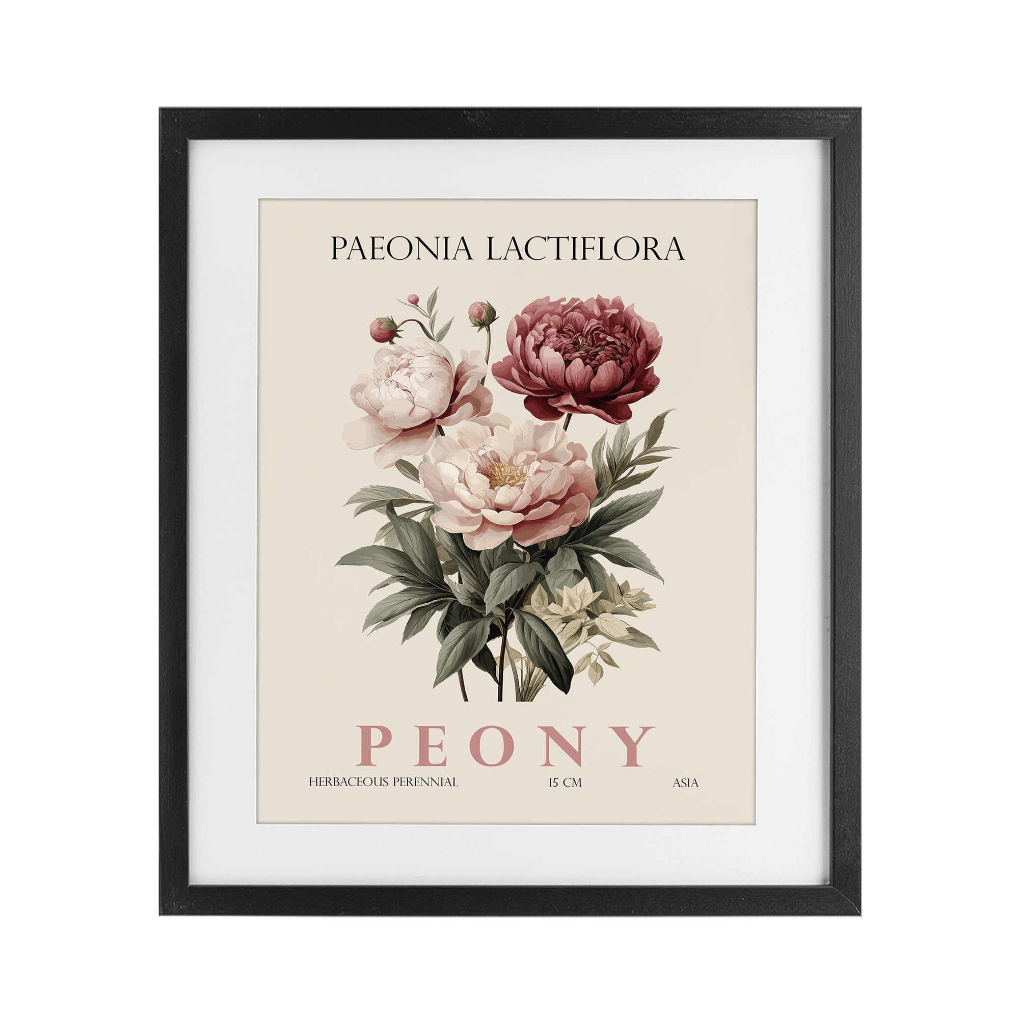 Stupell Industries Natural Peony Bundle Black Framed Print Under Glass, design by Christopher Giampietro