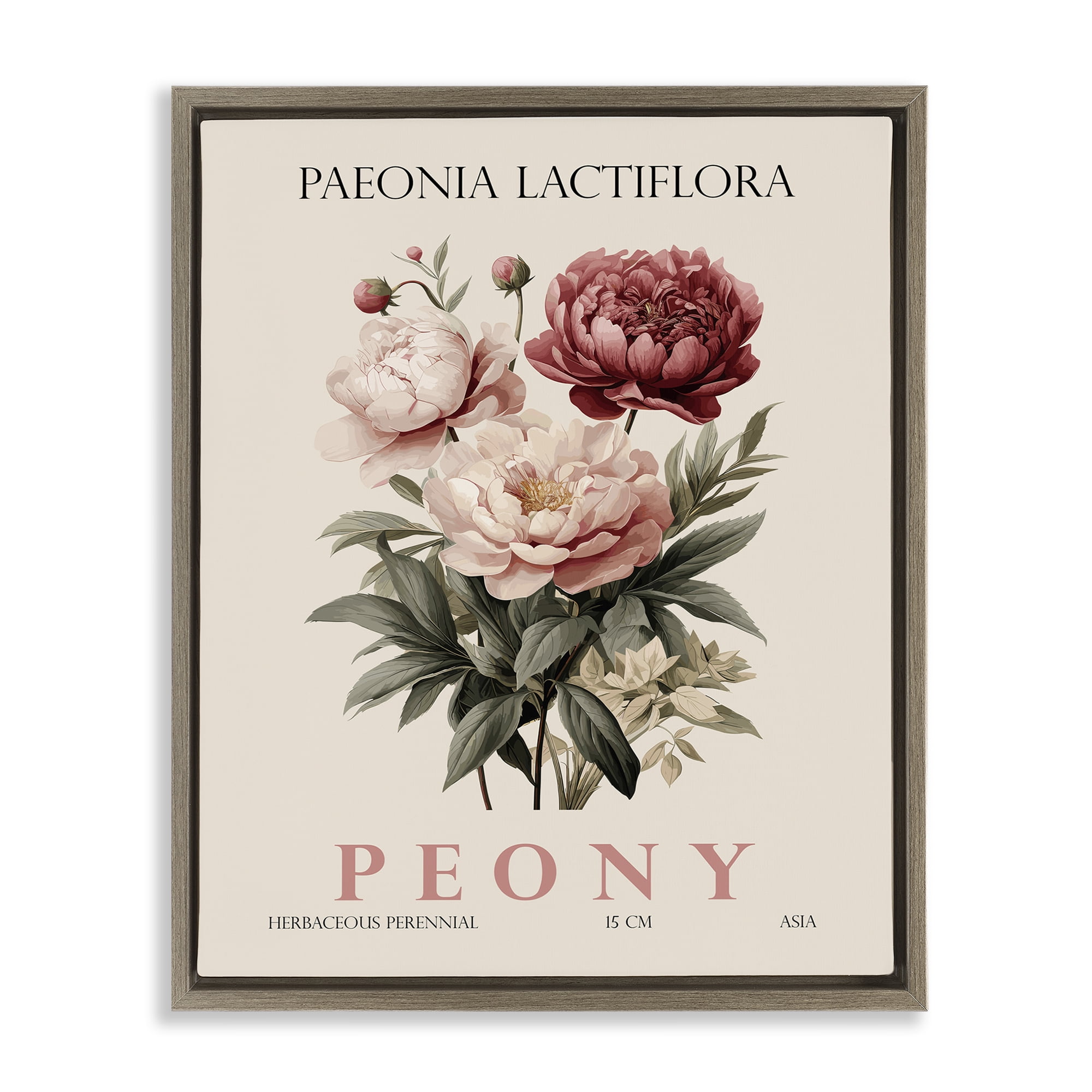 Stupell Industries Natural Peony Bundle Brown Framed Floater Canvas Wall Art, design by Christopher Giampietro