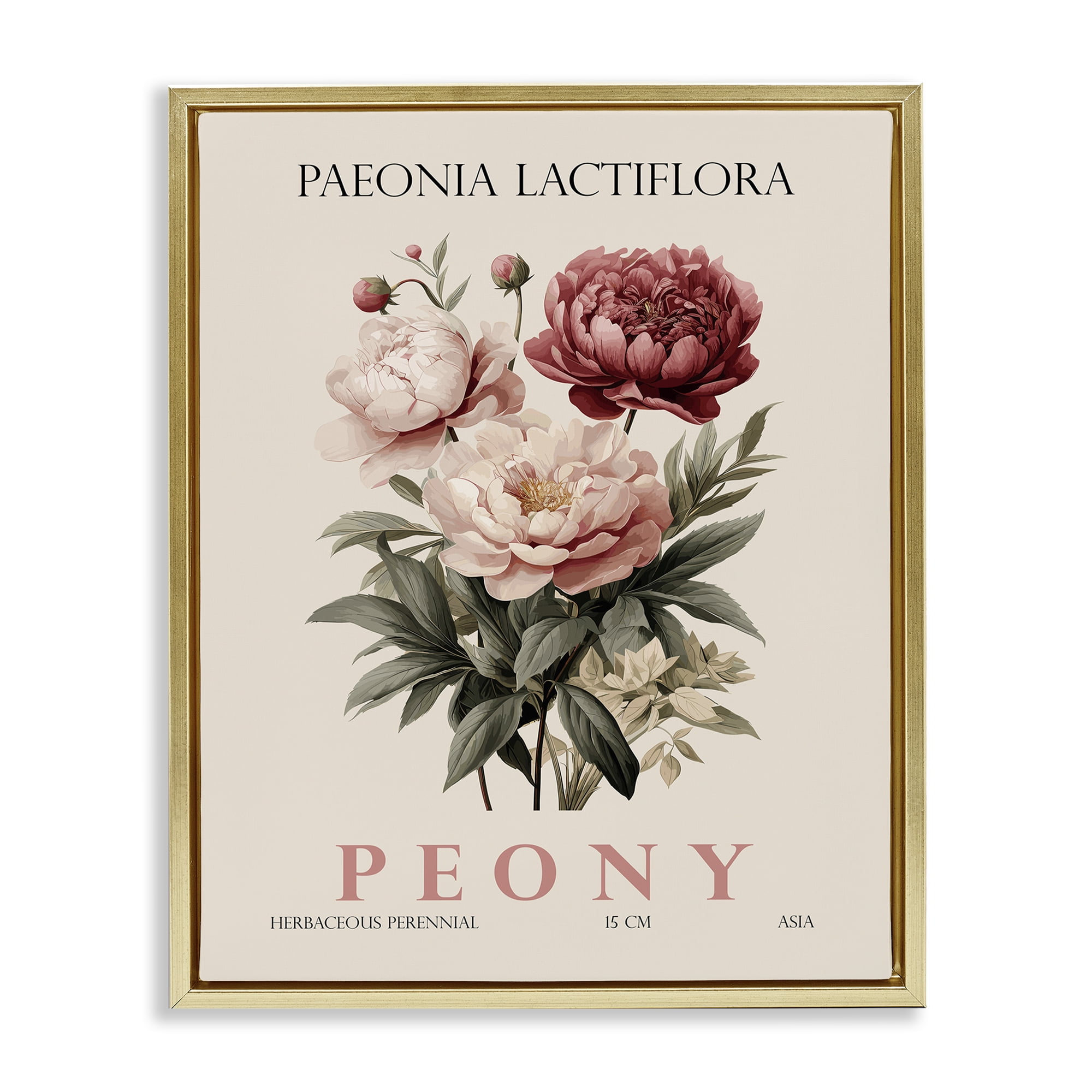 Stupell Industries Natural Peony Bundle Gold Framed Floater Canvas Wall Art, design by Christopher Giampietro