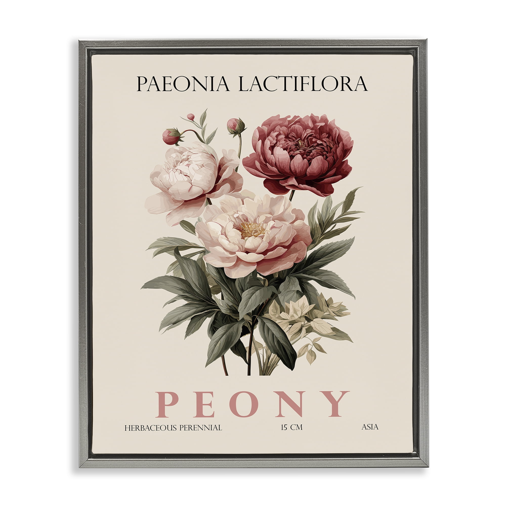 Stupell Industries Natural Peony Bundle Gray Framed Floater Canvas Wall Art, design by Christopher Giampietro