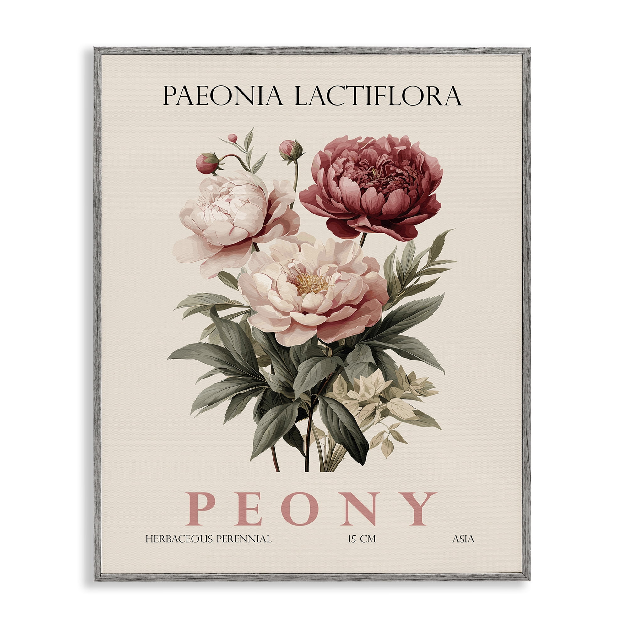 Stupell Industries Natural Peony Bundle Gray Framed Giclee Art, design by Christopher Giampietro