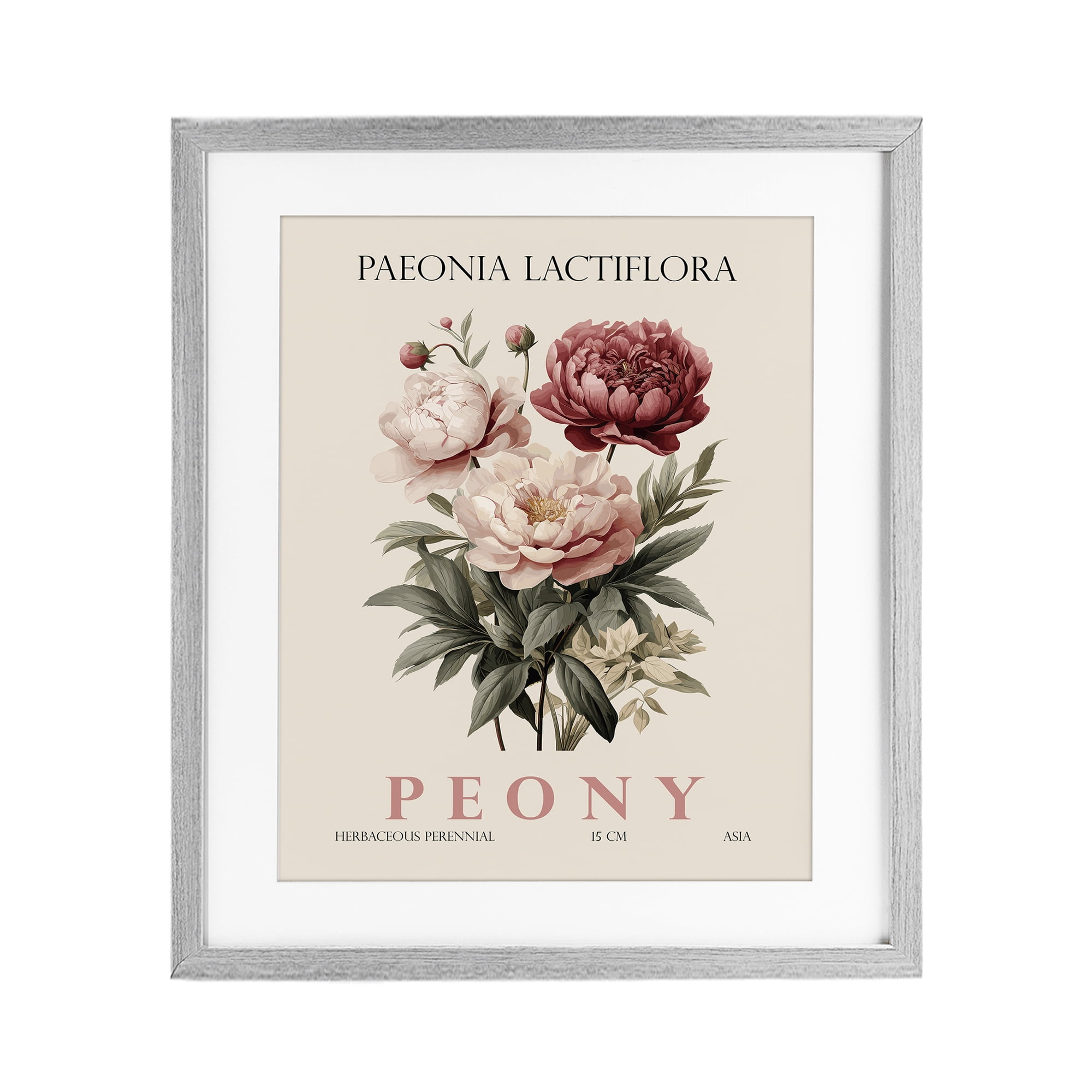 Stupell Industries Natural Peony Bundle Gray Framed Print Under Glass, design by Christopher Giampietro