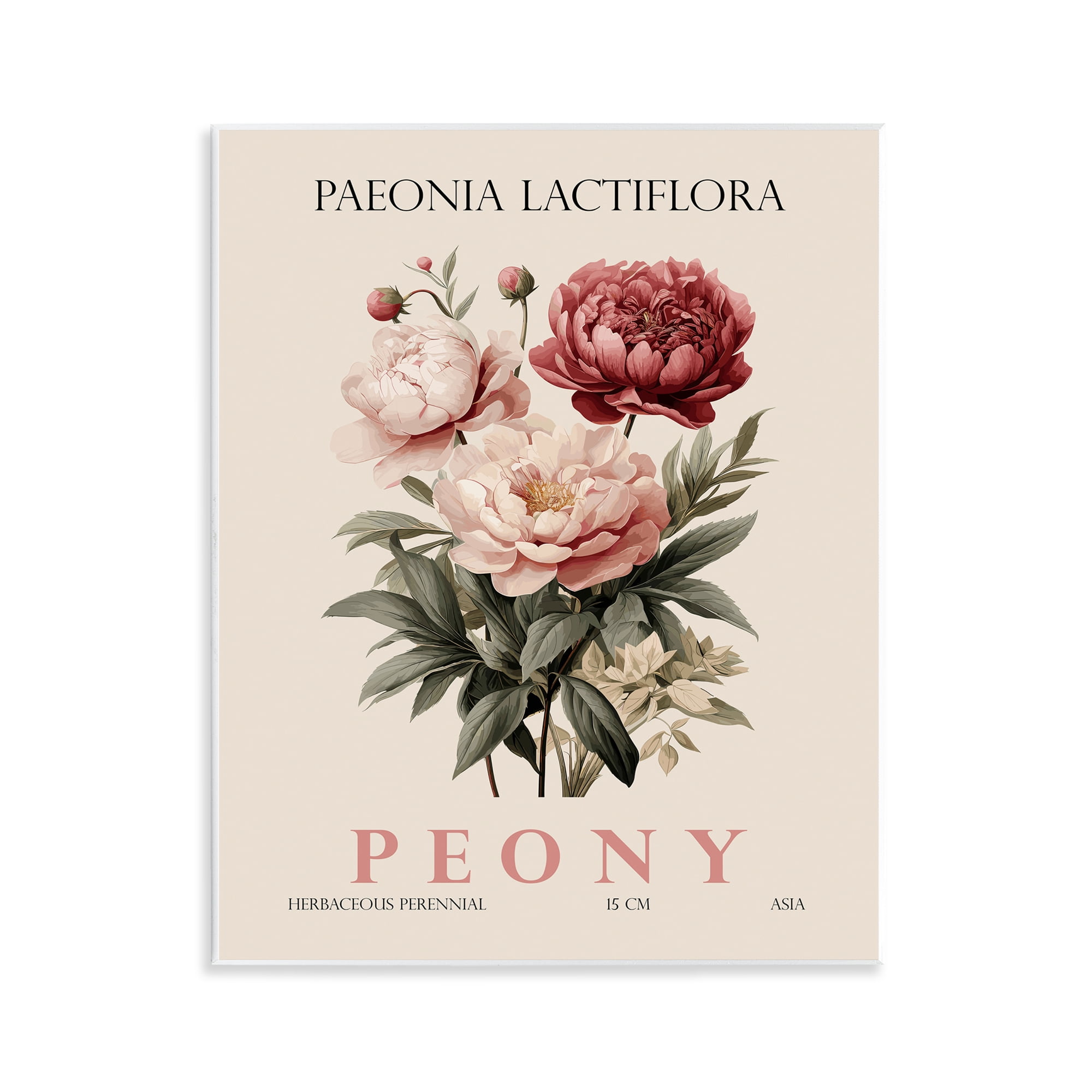 Stupell Industries Natural Peony Bundle Wall Plaque Art, design by Christopher Giampietro