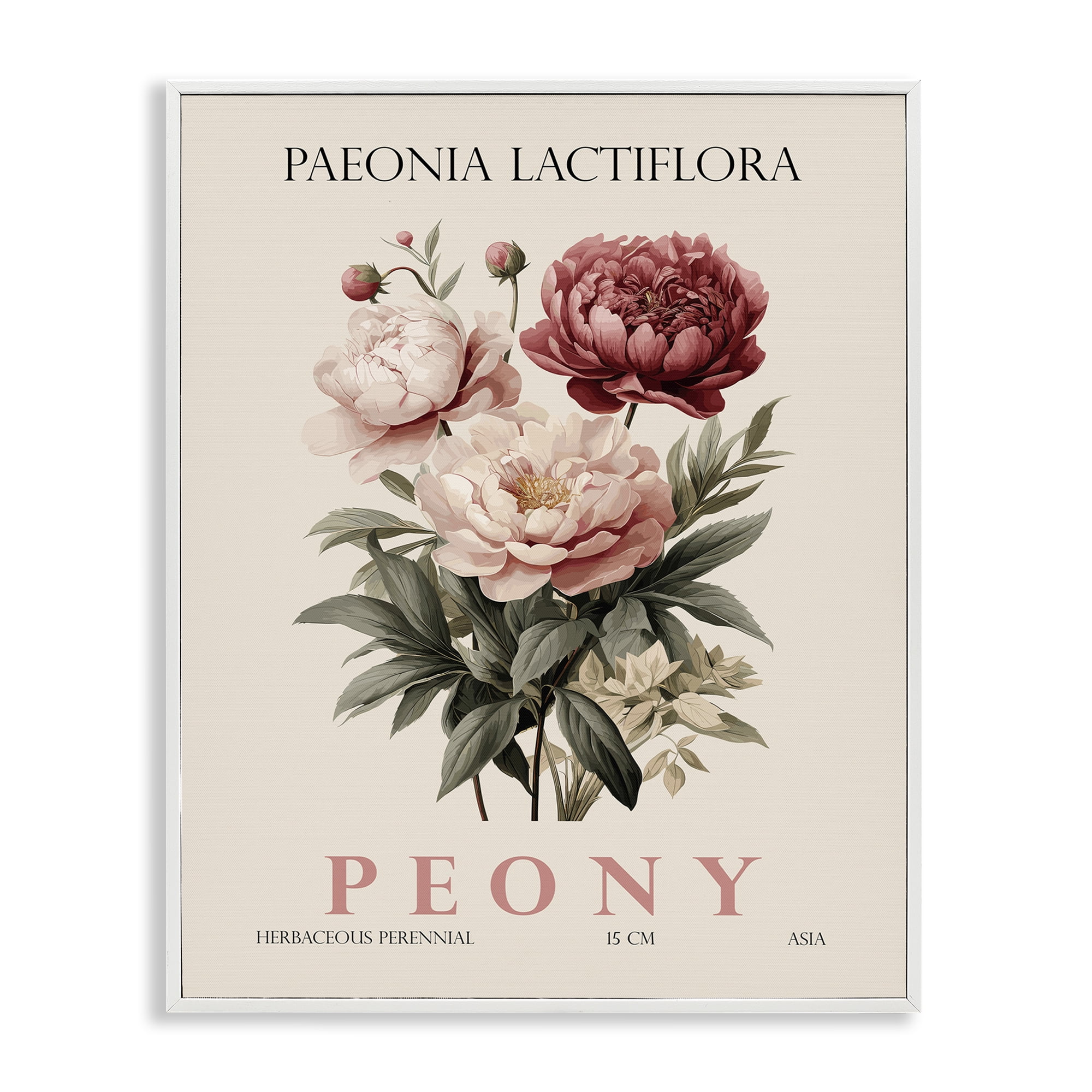 Stupell Industries Natural Peony Bundle White Framed Giclee Art, design by Christopher Giampietro