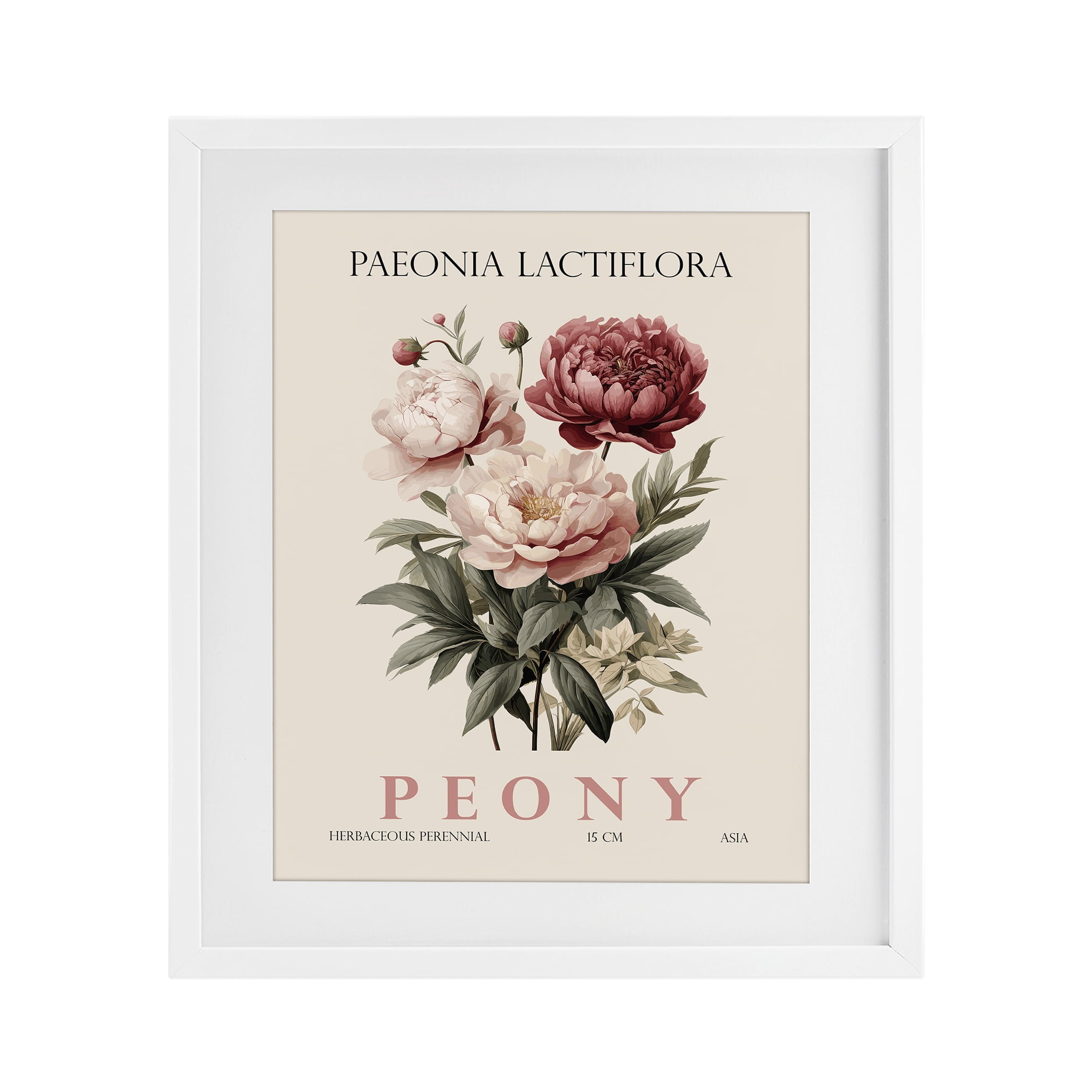 Stupell Industries Natural Peony Bundle White Framed Print Under Glass, design by Christopher Giampietro