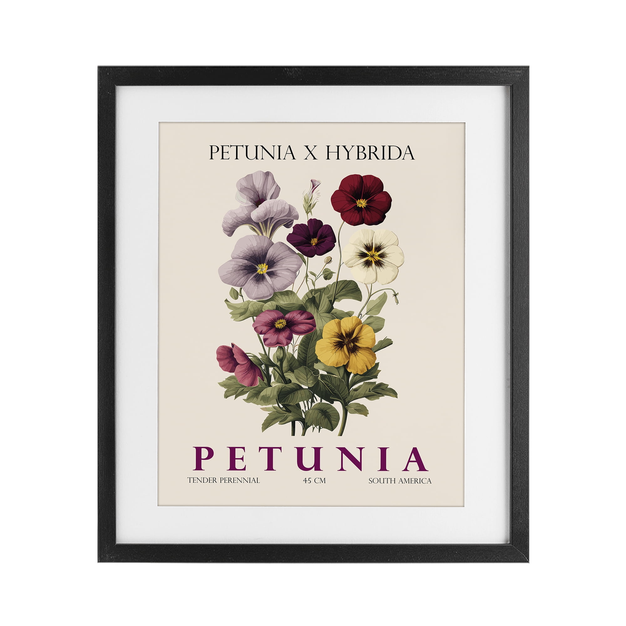 Stupell Industries Natural Petunia Bundle Black Framed Print Under Glass, design by Christopher Giampietro