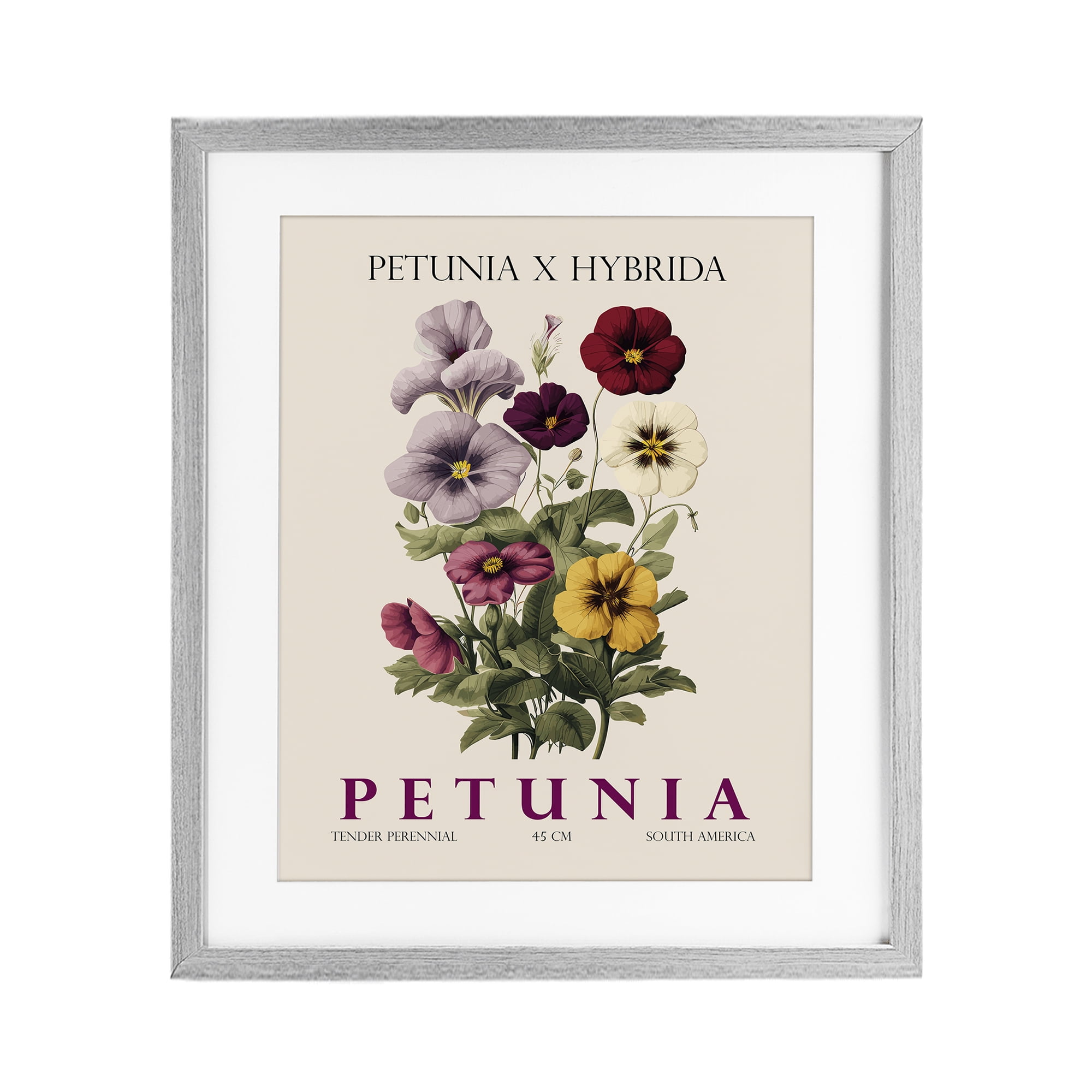 Stupell Industries Natural Petunia Bundle Gray Framed Print Under Glass, design by Christopher Giampietro