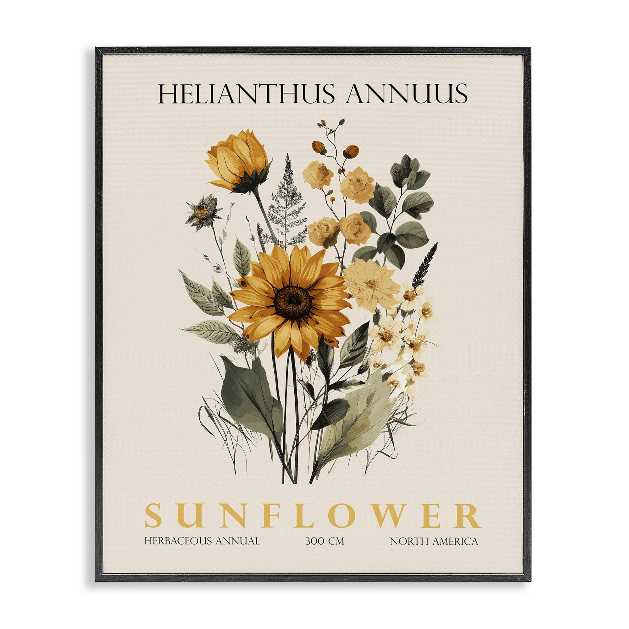 Stupell Industries Natural Sunflower Bundle Black Framed Giclee Art, design by Christopher Giampietro