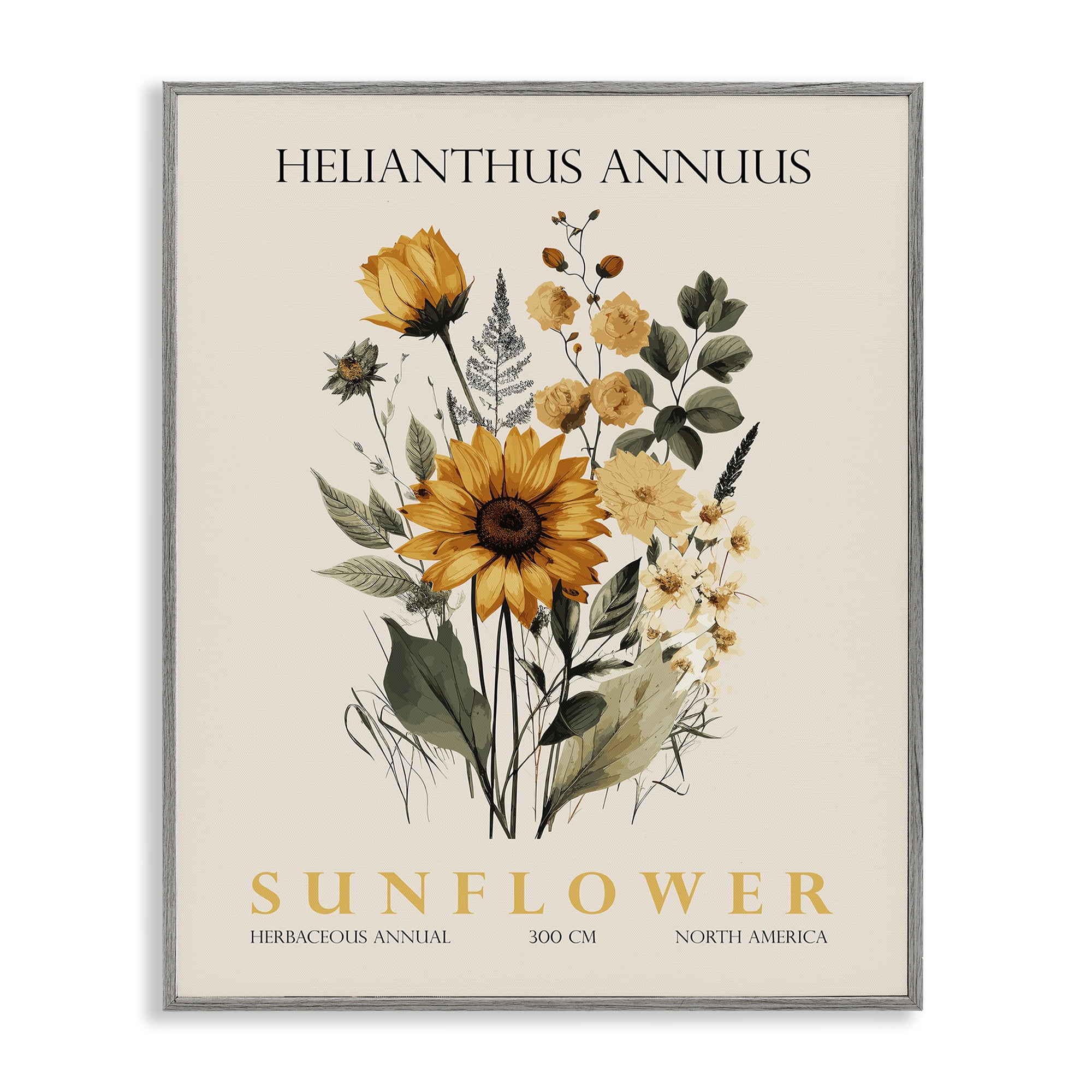 Stupell Industries Natural Sunflower Bundle Gray Framed Giclee Art, design by Christopher Giampietro