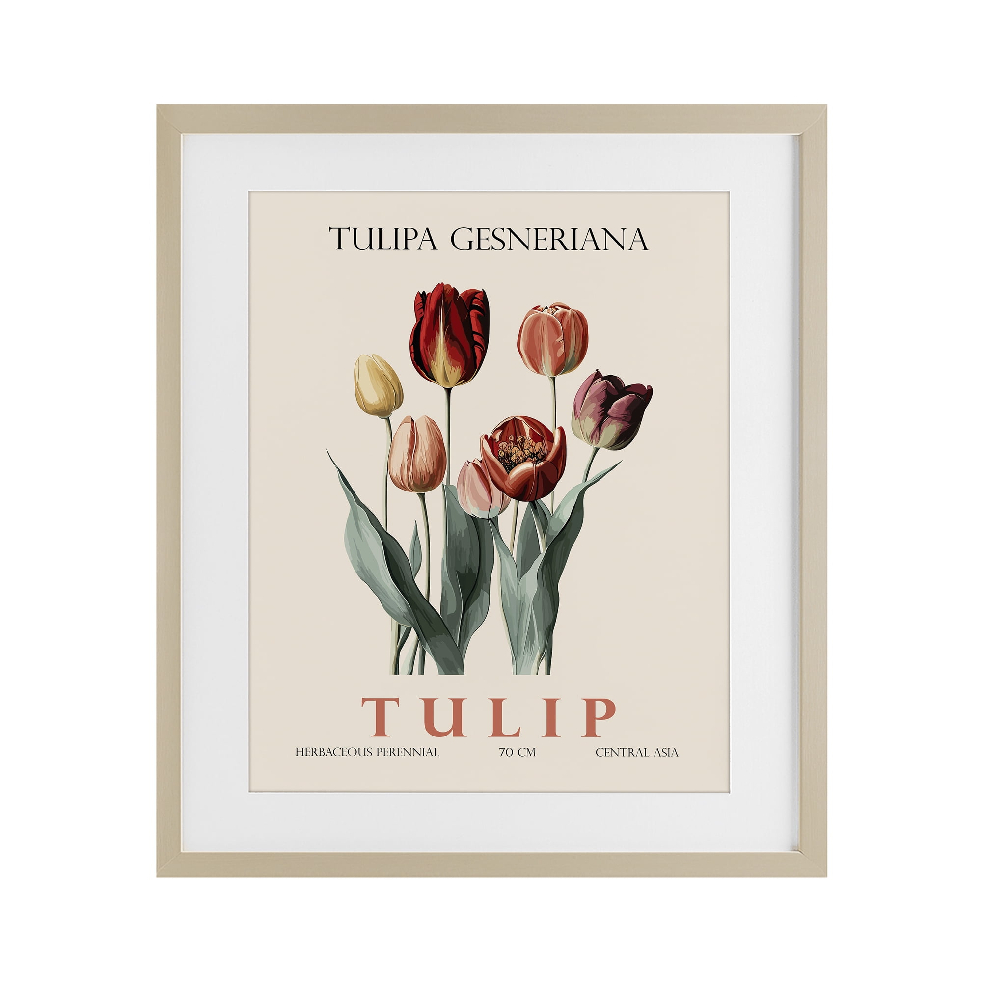 Stupell Industries Natural Tulip Bundle Birch Framed Print Under Glass, design by Christopher Giampietro