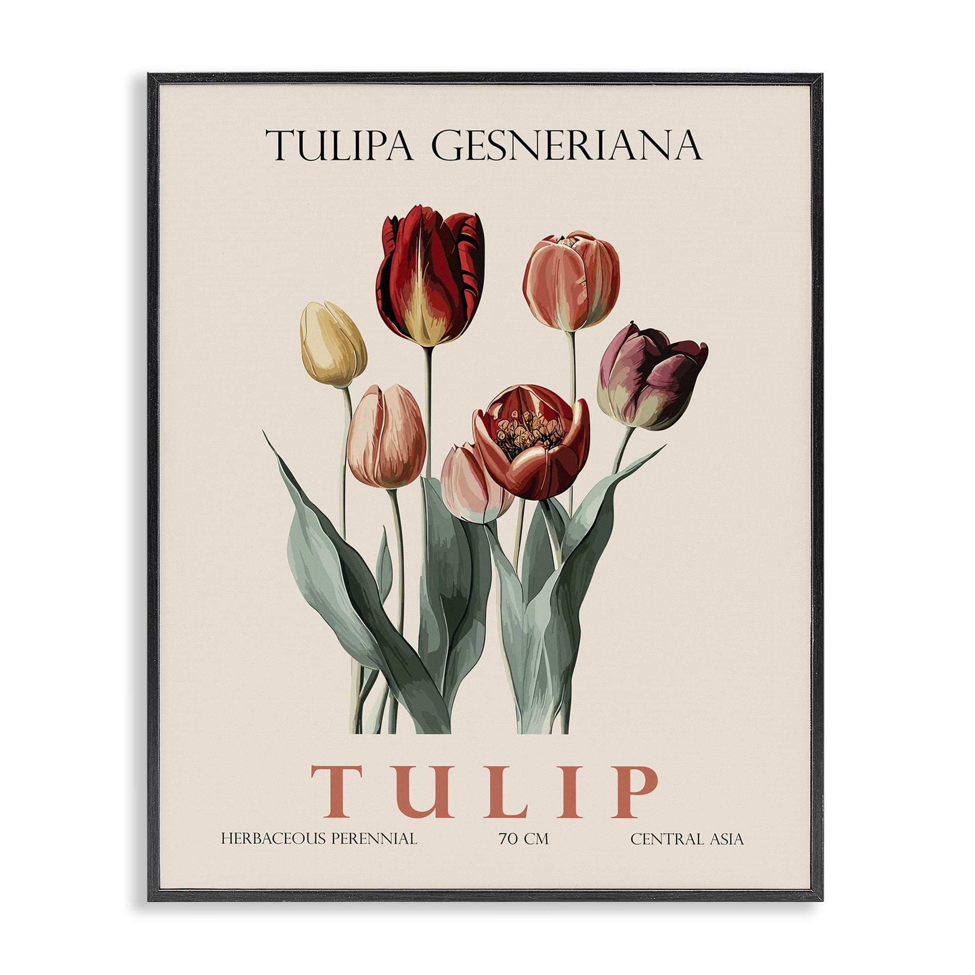 Stupell Industries Natural Tulip Bundle Black Framed Giclee Art, design by Christopher Giampietro