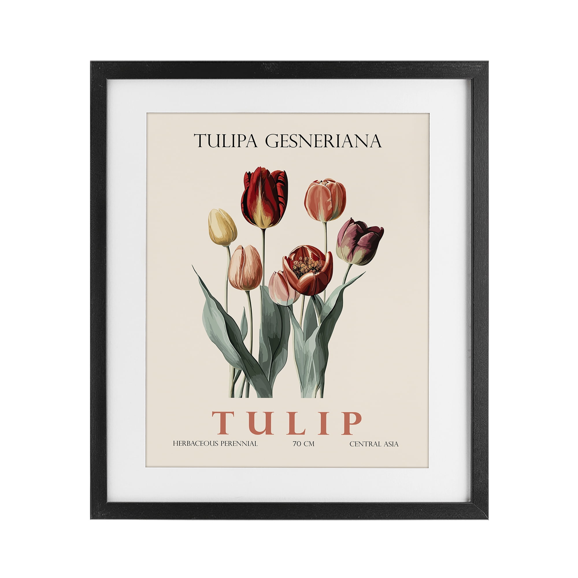 Stupell Industries Natural Tulip Bundle Black Framed Print Under Glass, design by Christopher Giampietro