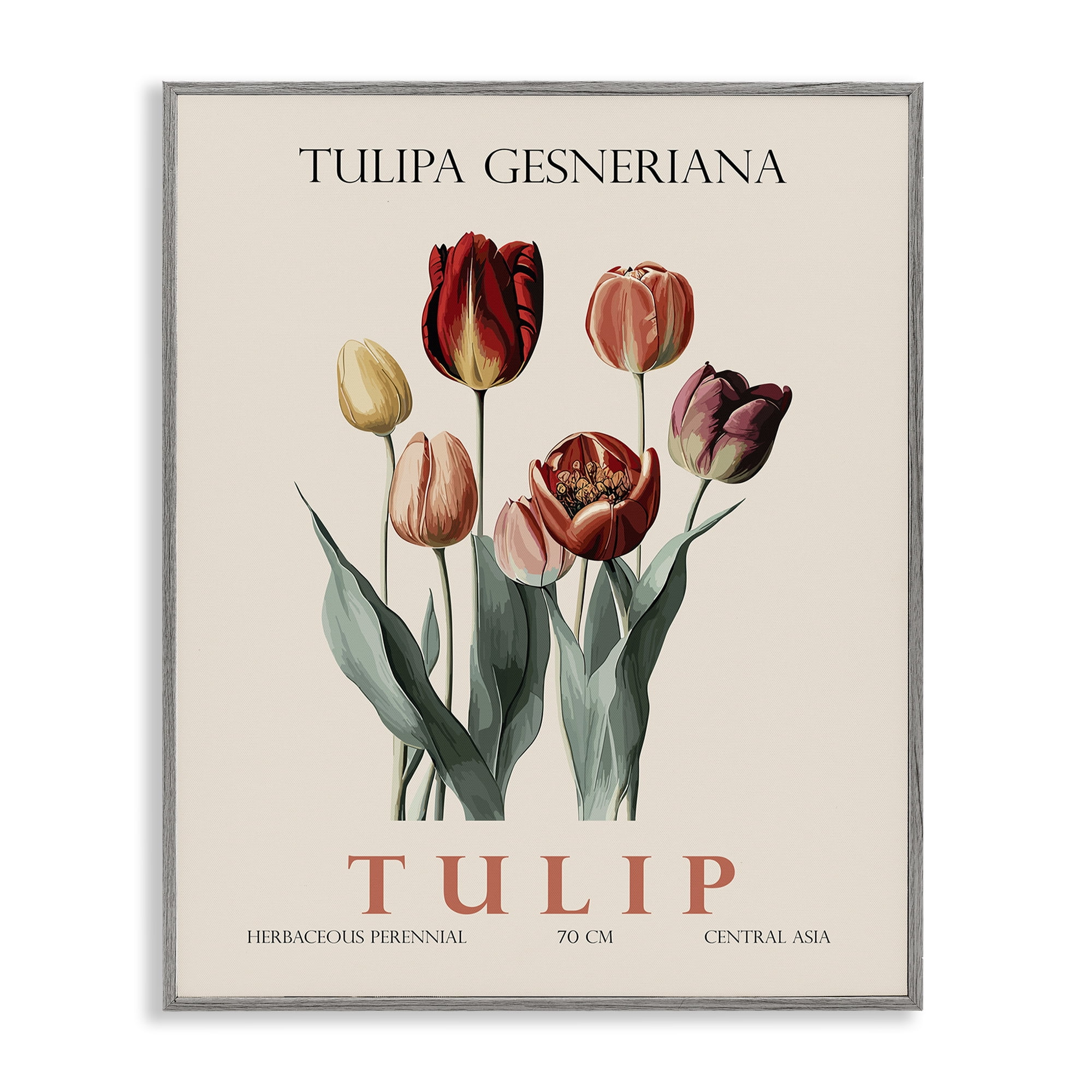 Stupell Industries Natural Tulip Bundle Gray Framed Giclee Art, design by Christopher Giampietro