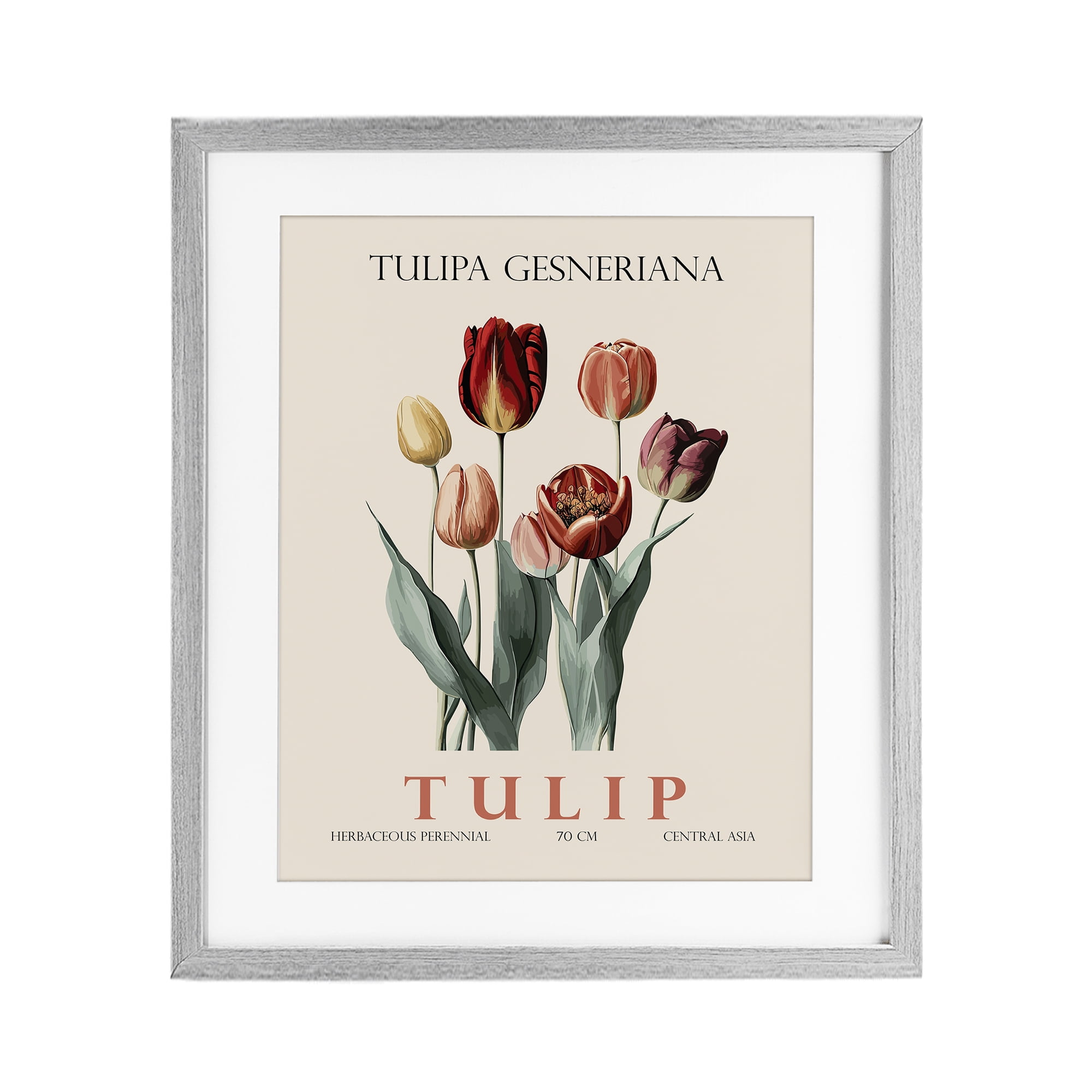 Stupell Industries Natural Tulip Bundle Gray Framed Print Under Glass, design by Christopher Giampietro