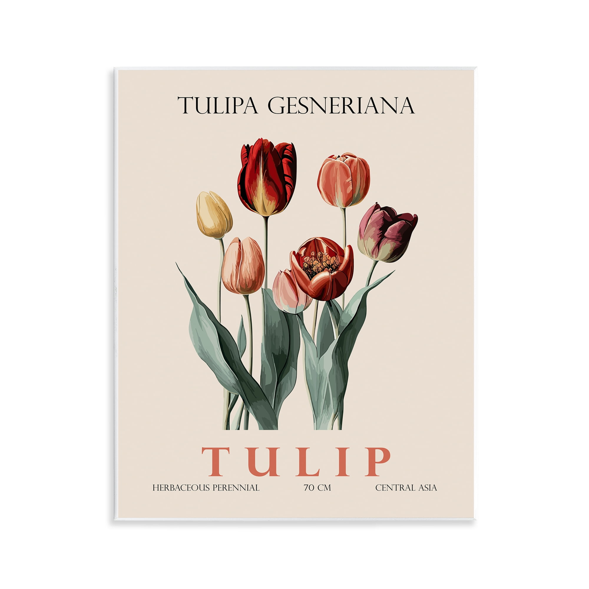 Stupell Industries Natural Tulip Bundle Wall Plaque Art, design by Christopher Giampietro