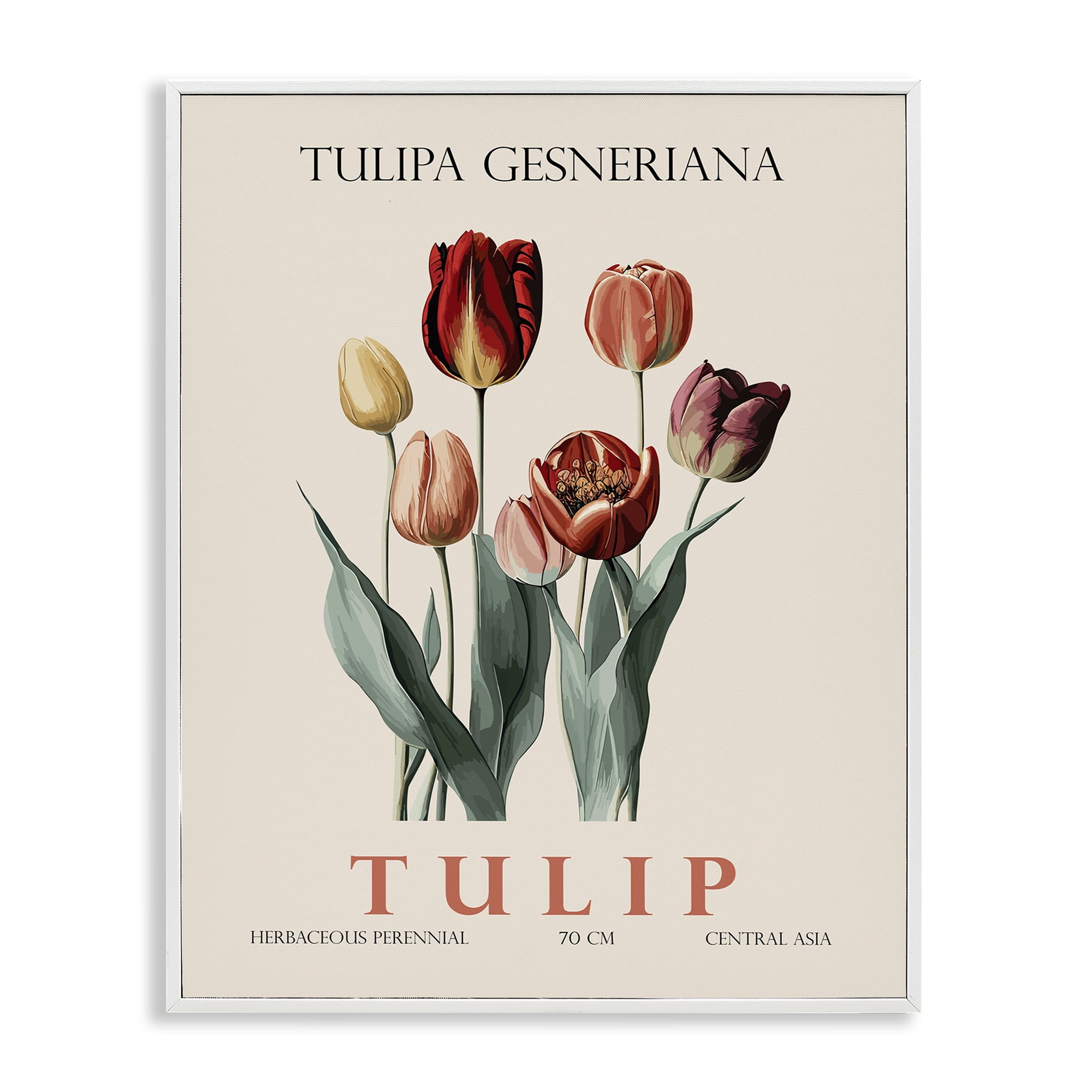 Stupell Industries Natural Tulip Bundle White Framed Giclee Art, design by Christopher Giampietro