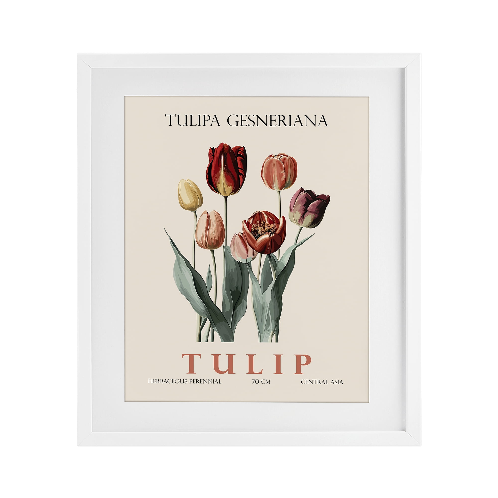 Stupell Industries Natural Tulip Bundle White Framed Print Under Glass, design by Christopher Giampietro