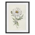thumbnail image 1 of Stupell Industries Cottage Natural Wild Blossom Sprig Black Framed Print Under Glass, 14 x 20, by Cady Driver, 1 of 8