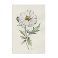 thumbnail image 1 of Stupell Industries Cottage Natural Wild Blossom Sprig Canvas Art, 16 x 24, by Cady Driver, 1 of 8