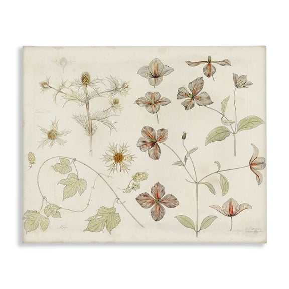 Stupell Industries Nature Botanical Study Canvas Wall Art design by Julie de Graag, 16 x 20