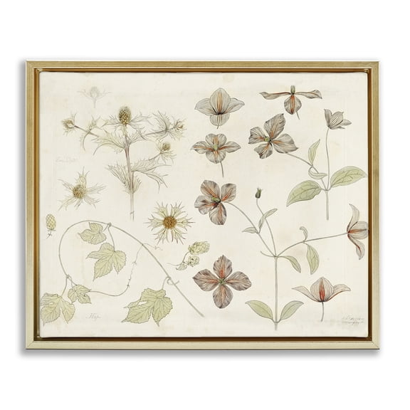 Stupell Industries Nature Botanical Study Gold Framed Floater Canvas Wall Art design by Julie de Graag, 25 x 31