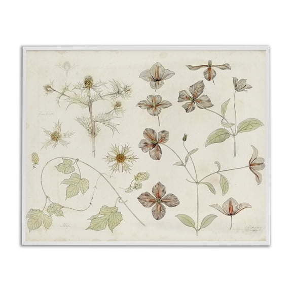 Stupell Industries Nature Botanical Study White Framed Giclee Art design by Julie de Graag, 11 x 14