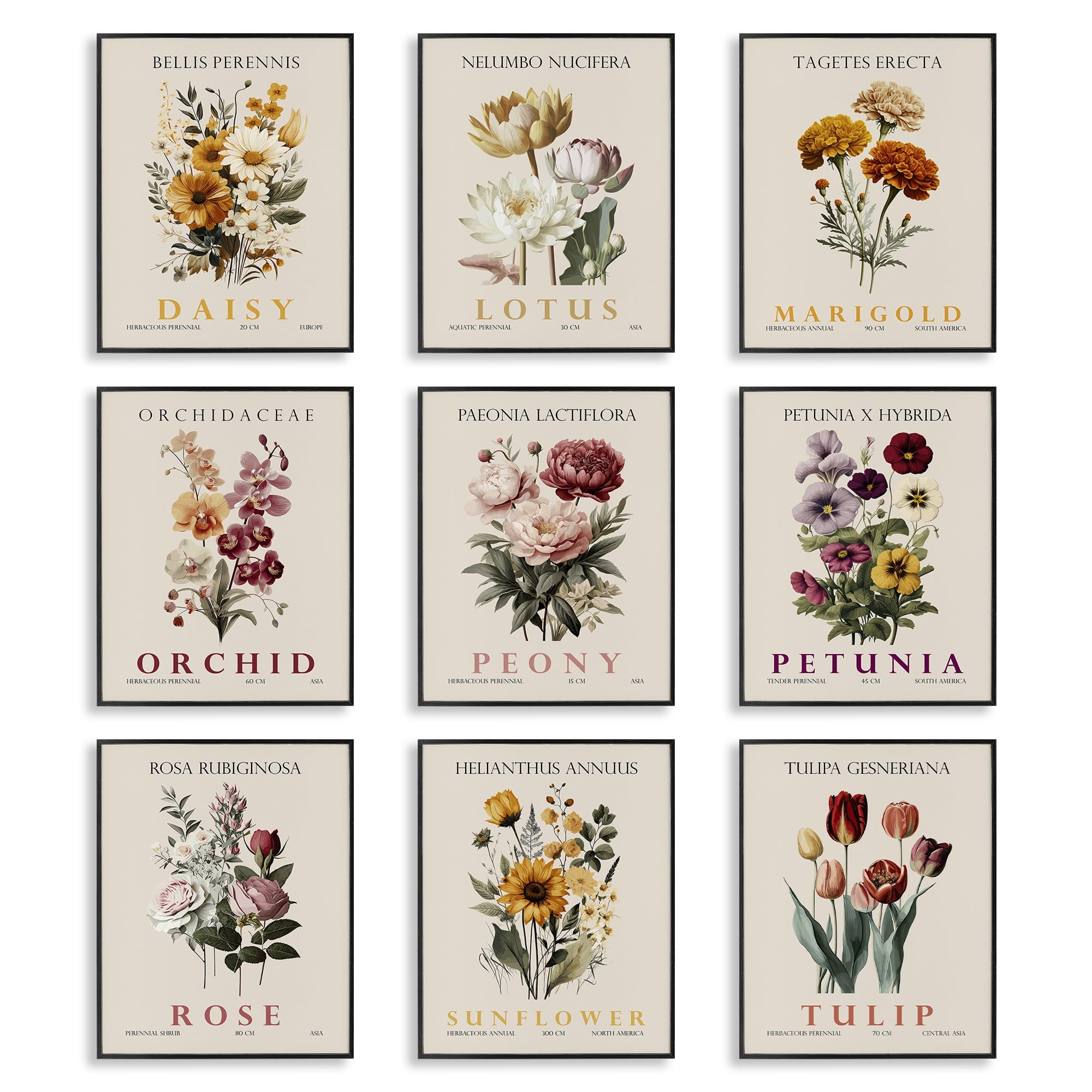 Stupell Industries Nature Botanicals Bundles 9 Piece Black Framed Giclee Art Set, design by Christopher Giampietro