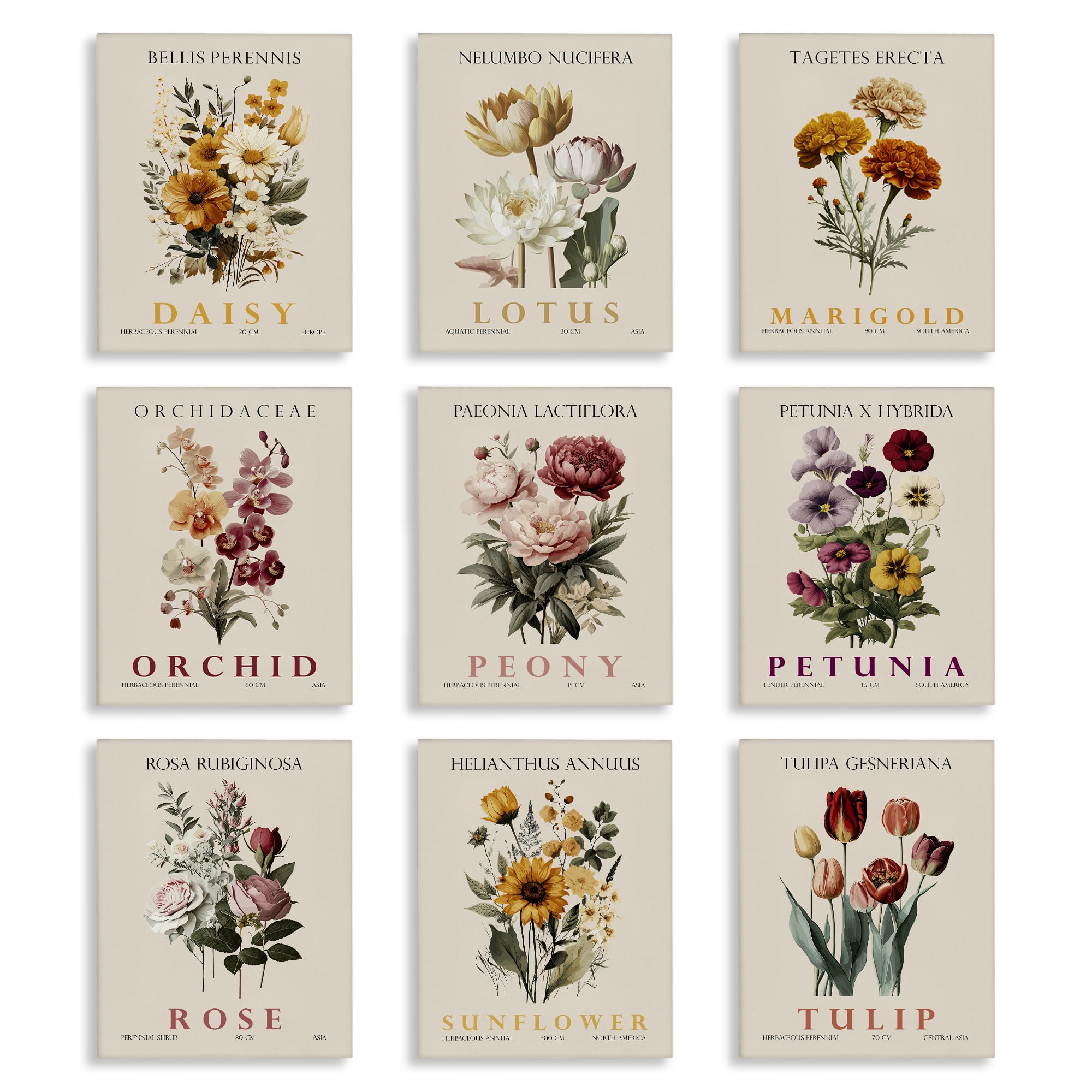 Stupell Industries Nature Botanicals Bundles 9 Piece Canvas Wall Art Set, design by Christopher Giampietro