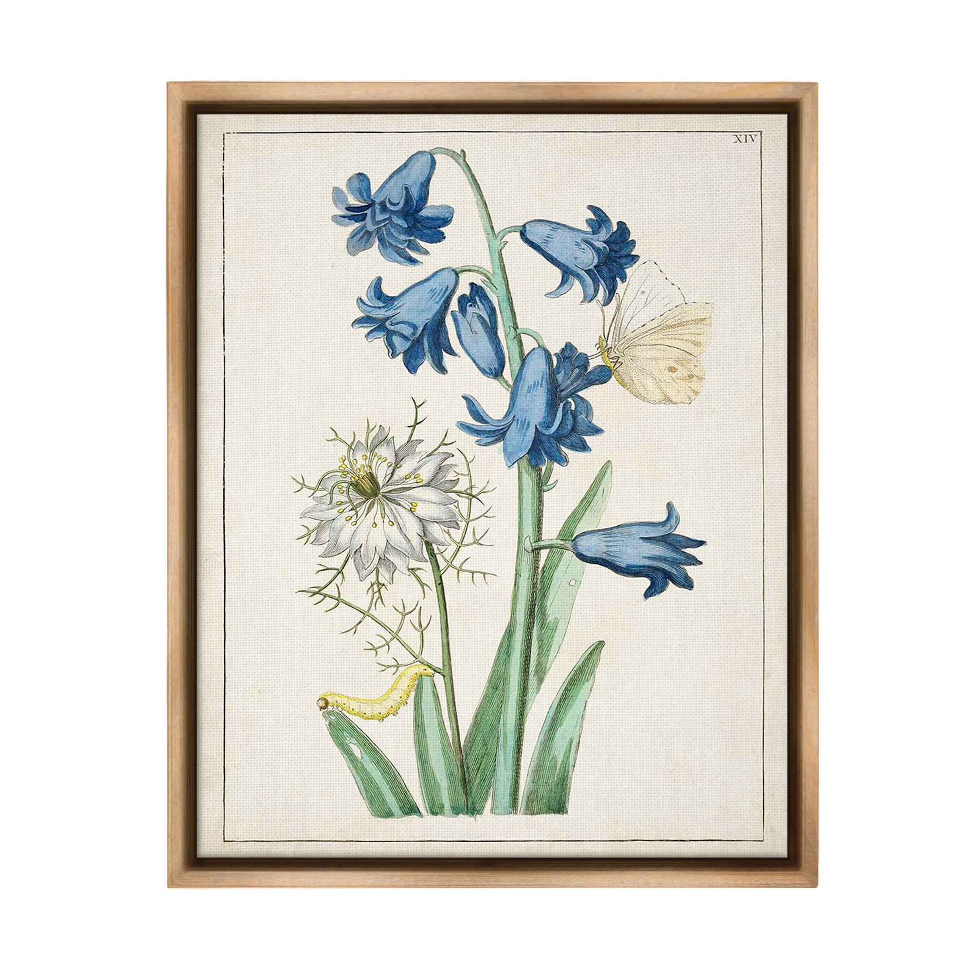 Stupell Industries Nature Bulbs with Moth Botanical & Floral Painting Brown Floater Framed Canvas Art Print Wall Art, 17 x 21
