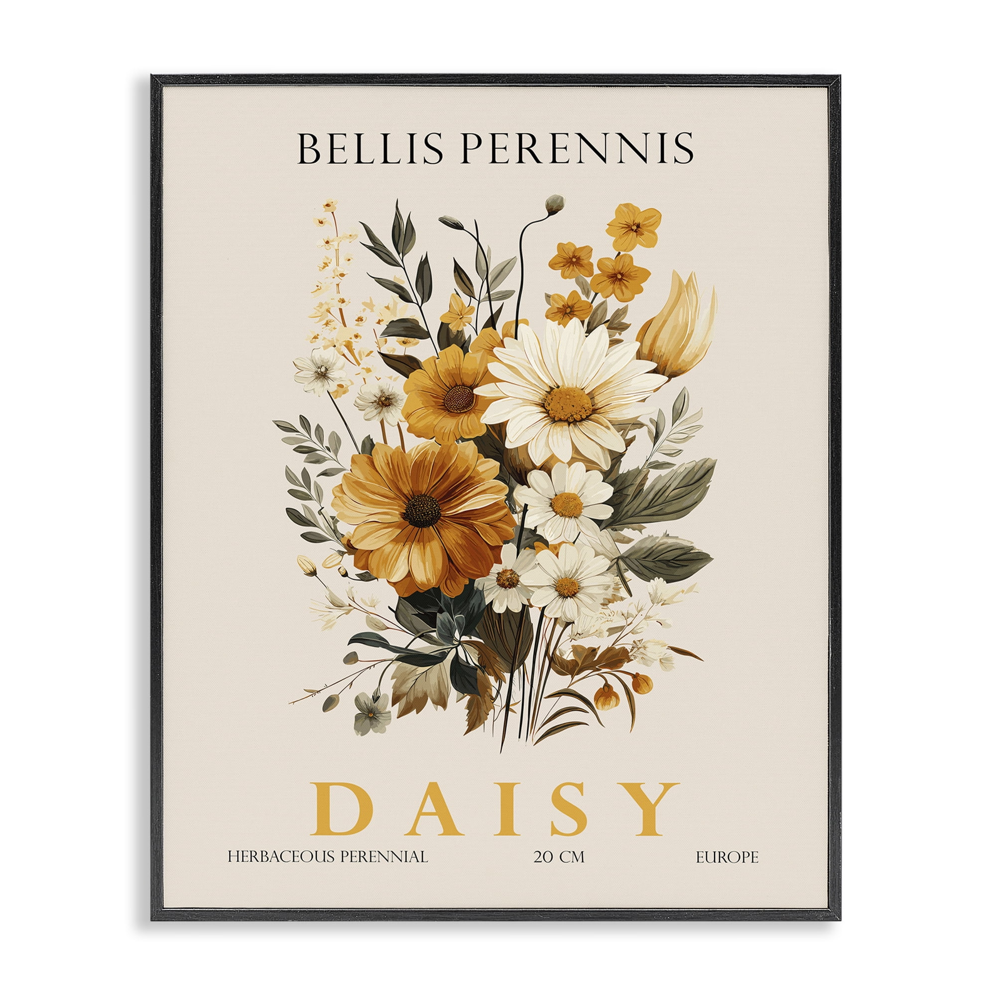Stupell Industries Nature Daisy Bundle Black Framed Giclee Art, design by Christopher Giampietro