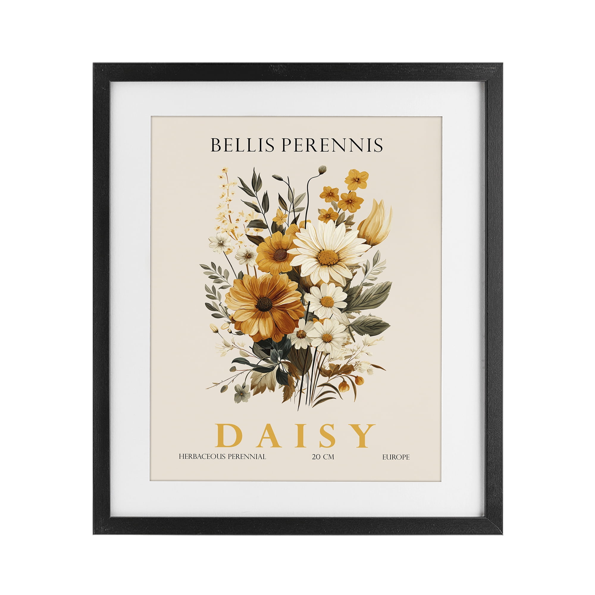 Stupell Industries Nature Daisy Bundle Black Framed Print Under Glass, design by Christopher Giampietro