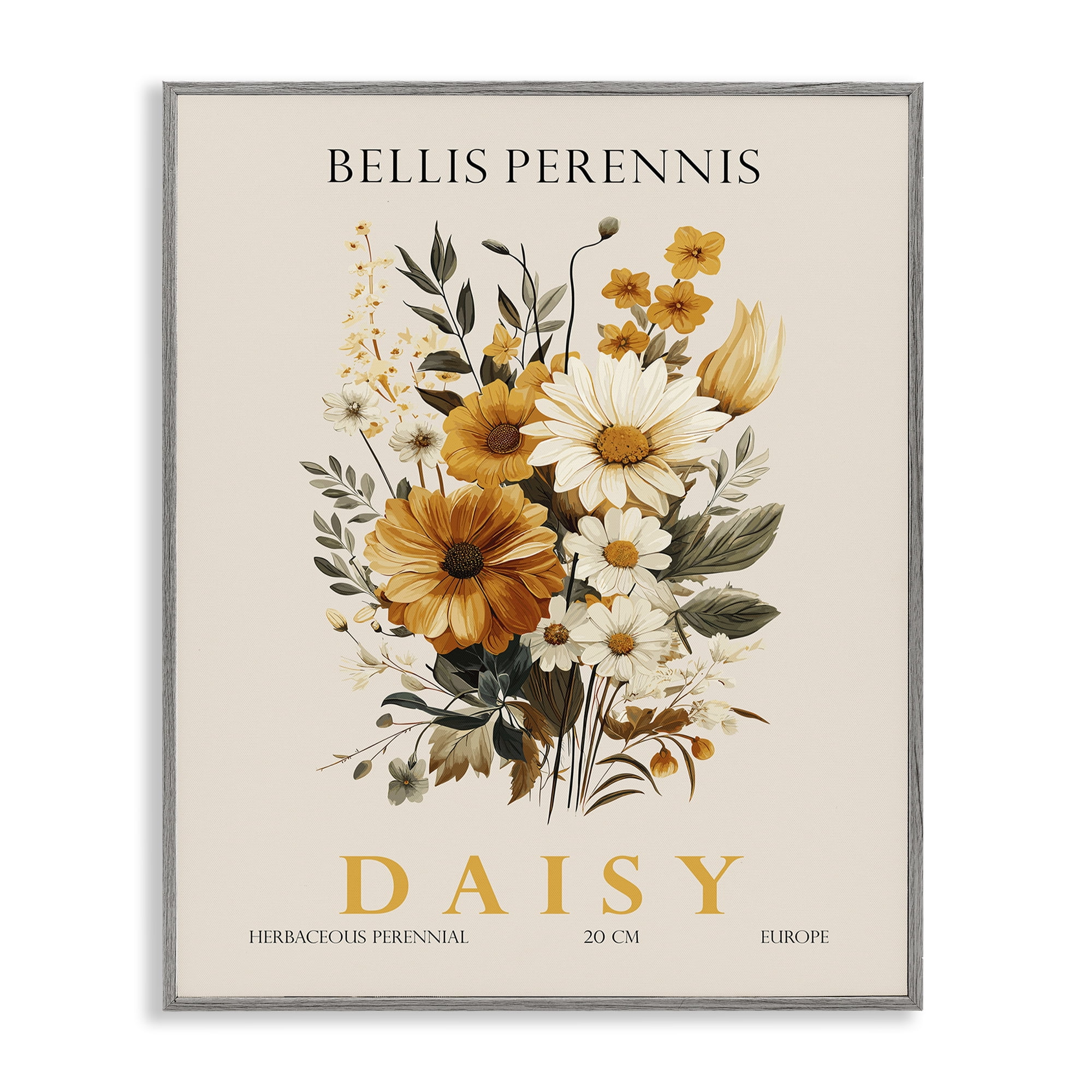 Stupell Industries Nature Daisy Bundle Gray Framed Giclee Art, design by Christopher Giampietro