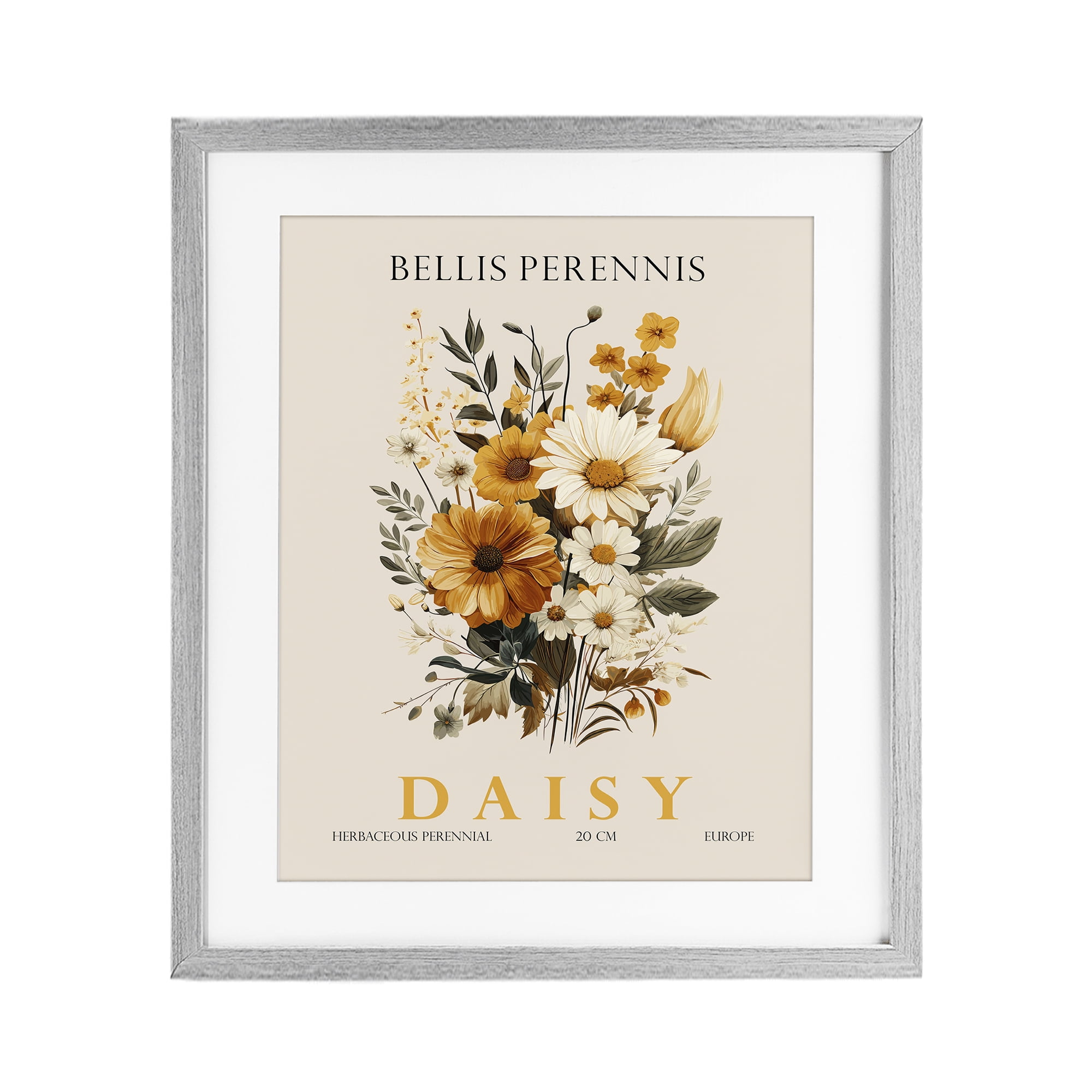 Stupell Industries Nature Daisy Bundle Gray Framed Print Under Glass, design by Christopher Giampietro