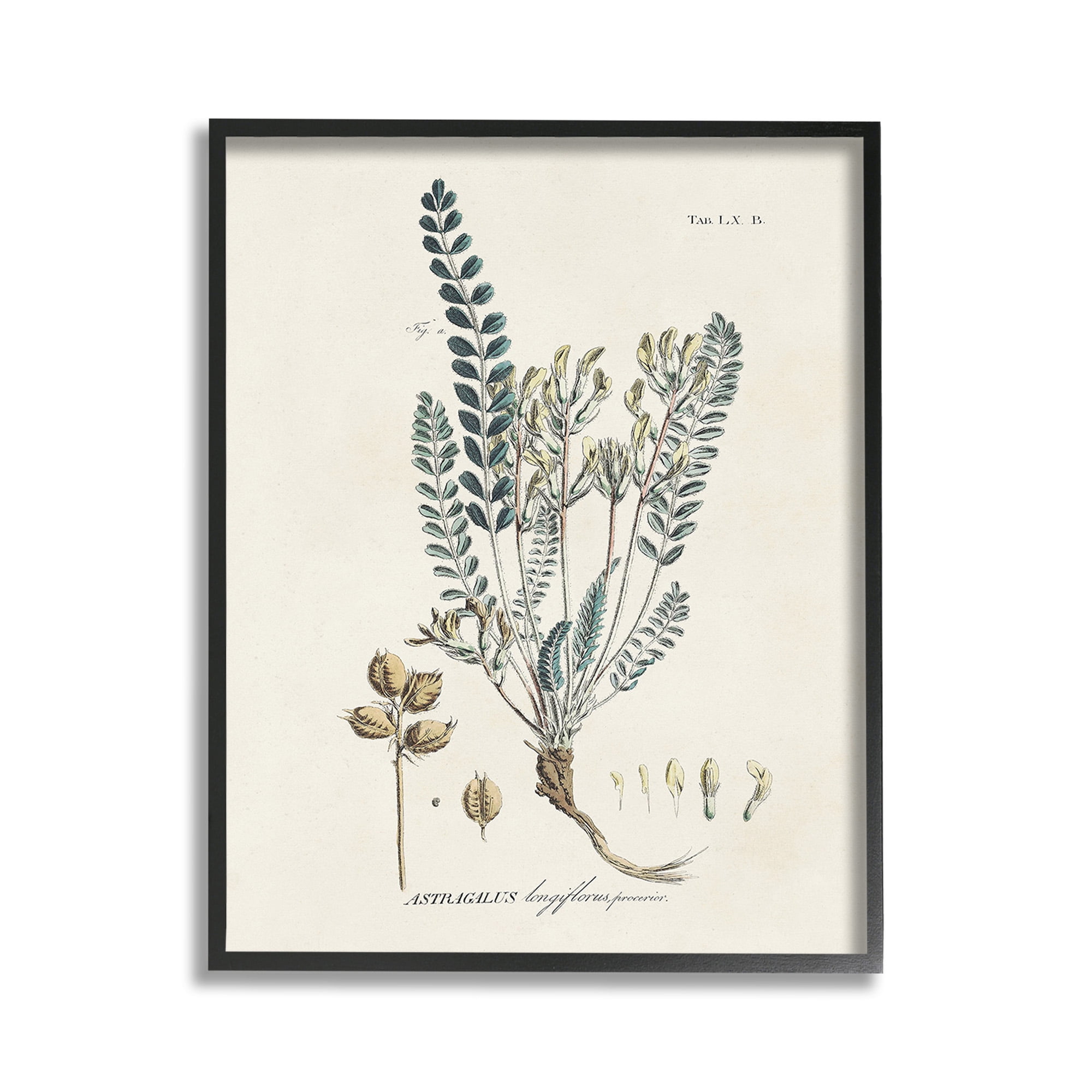 Stupell Industries Nature Leaves & Seeds Botanical & Floral Painting Black Framed Art Print Wall Art, 11 x 14