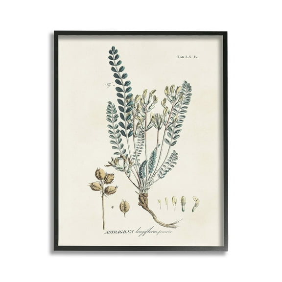 Stupell Industries Nature Leaves & Seeds Botanical & Floral Painting Black Framed Art Print Wall Art, 11 x 14