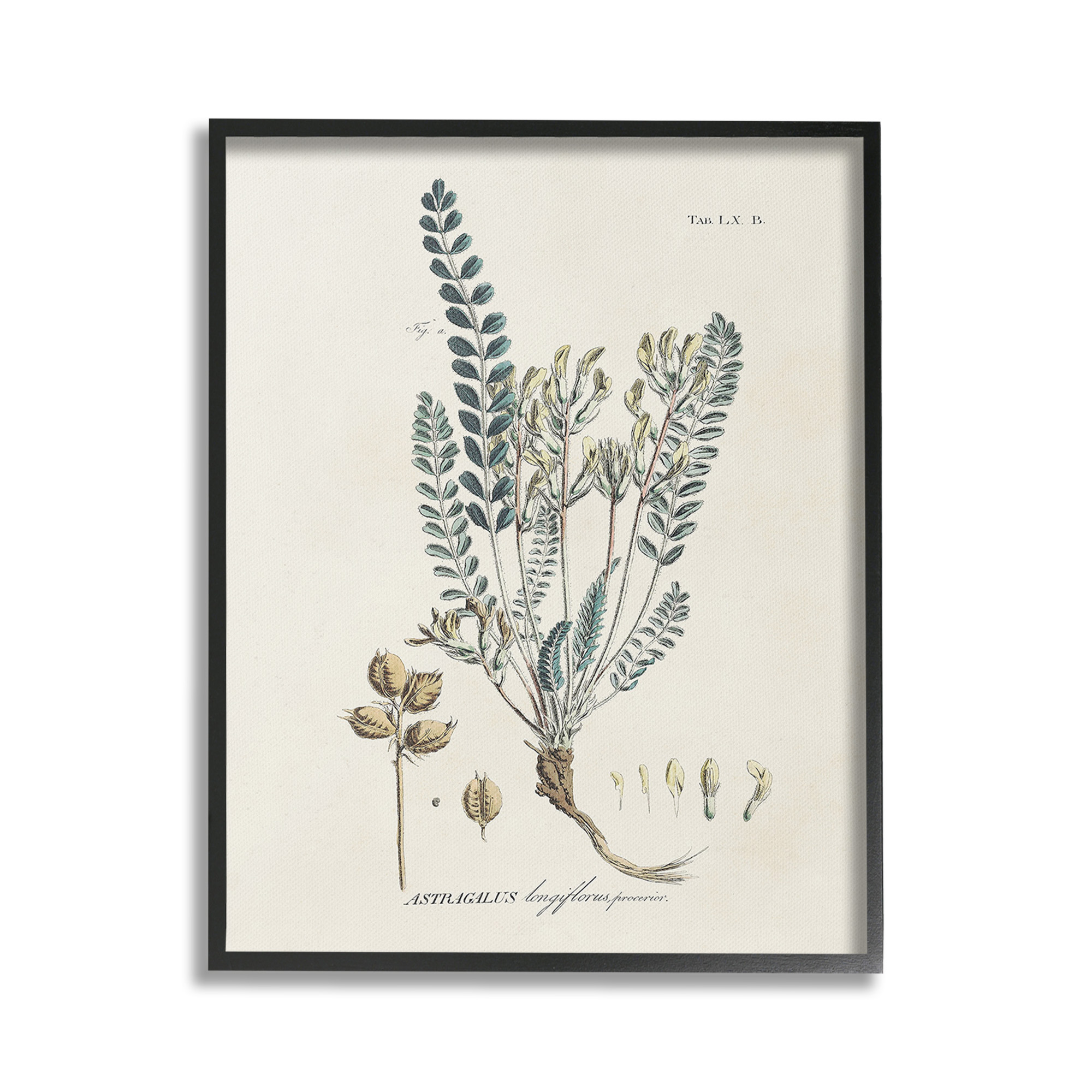 Stupell Industries Nature Leaves & Seeds Botanical & Floral Painting Black Framed Art Print Wall Art, 24 x 30