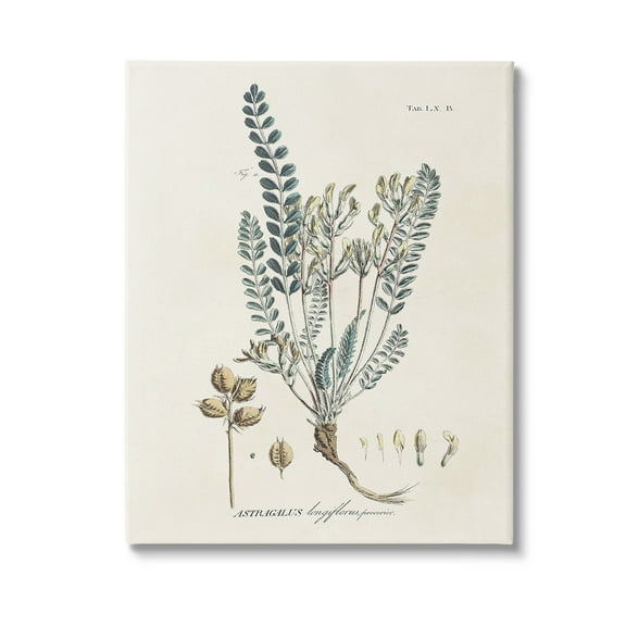 Stupell Industries Nature Leaves & Seeds Botanical & Floral Painting Gallery Wrapped Canvas Art Print Wall Art, 16 x 20