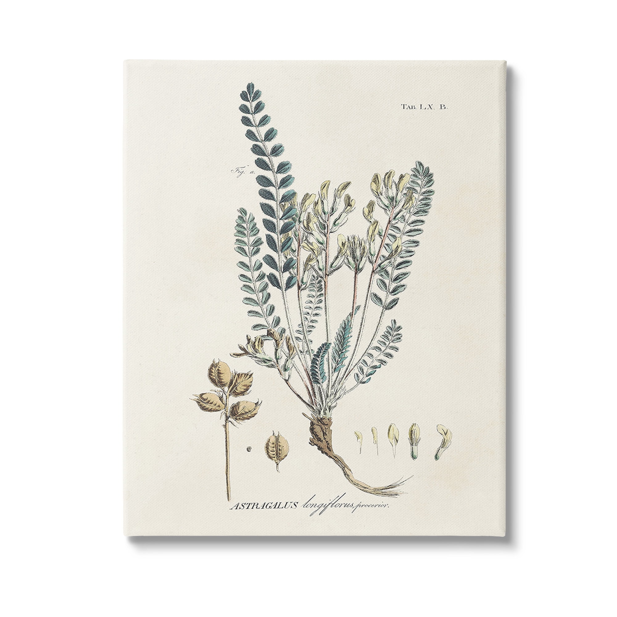 Stupell Industries Nature Leaves & Seeds Botanical & Floral Painting Gallery Wrapped Canvas Art Print Wall Art, 36 x 48