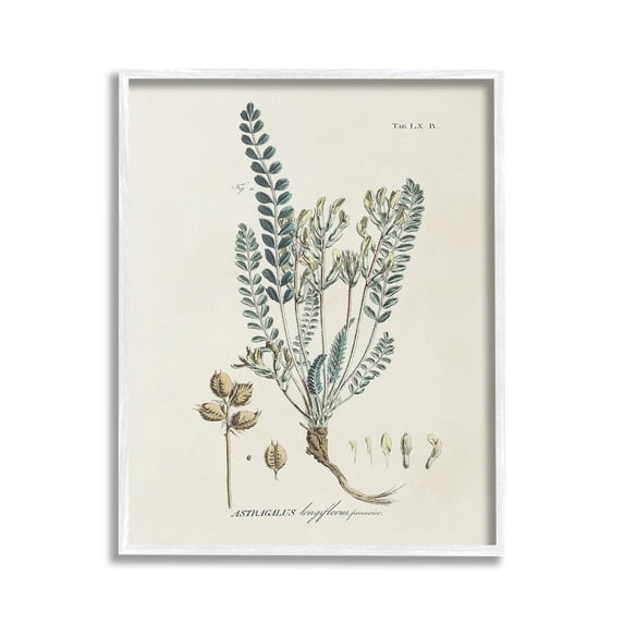 Stupell Industries Nature Leaves & Seeds Botanical & Floral Painting White Framed Art Print Wall Art, 16 x 20